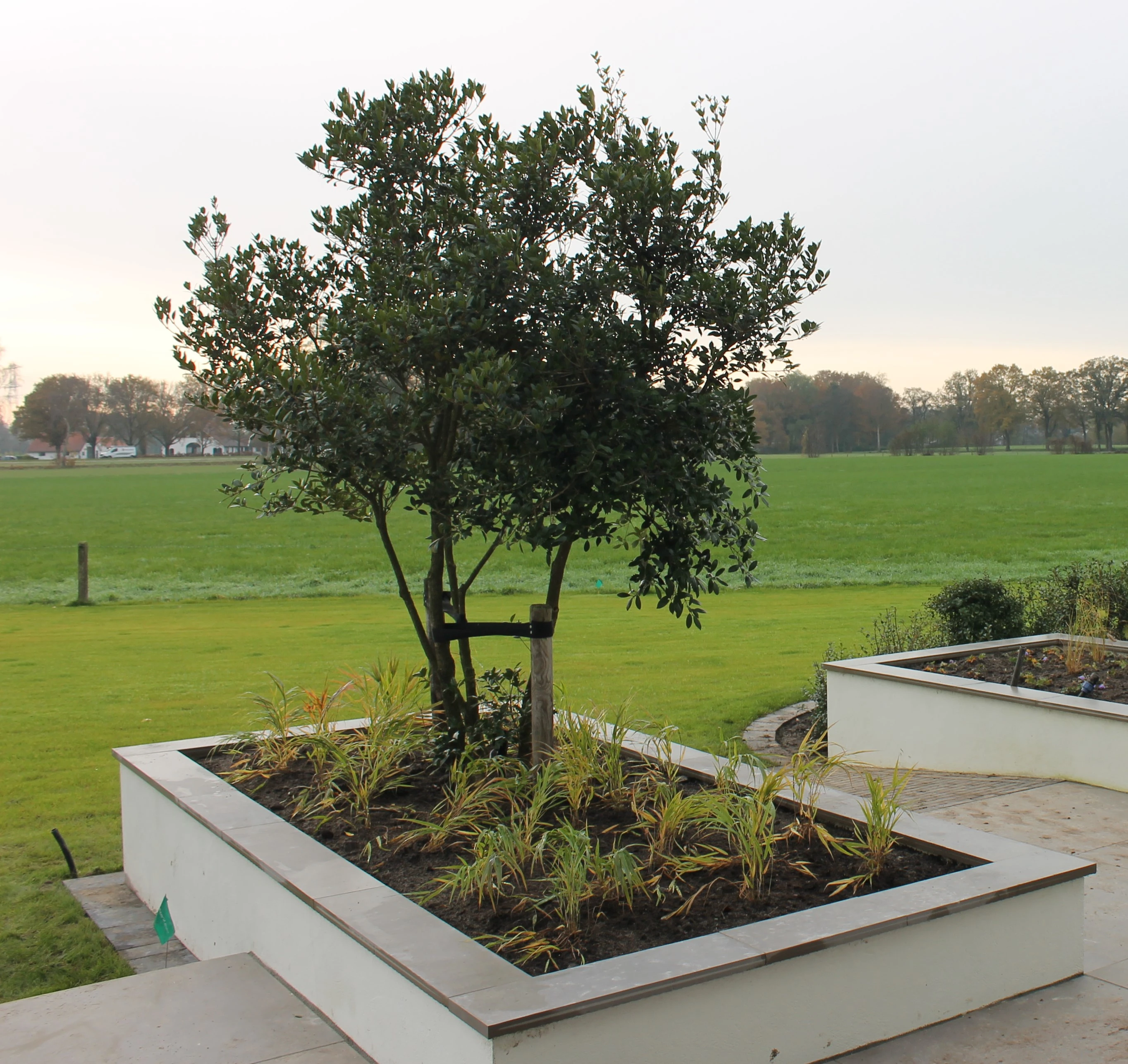 (Meerstammige) heesters in potten en plantenbakken -7