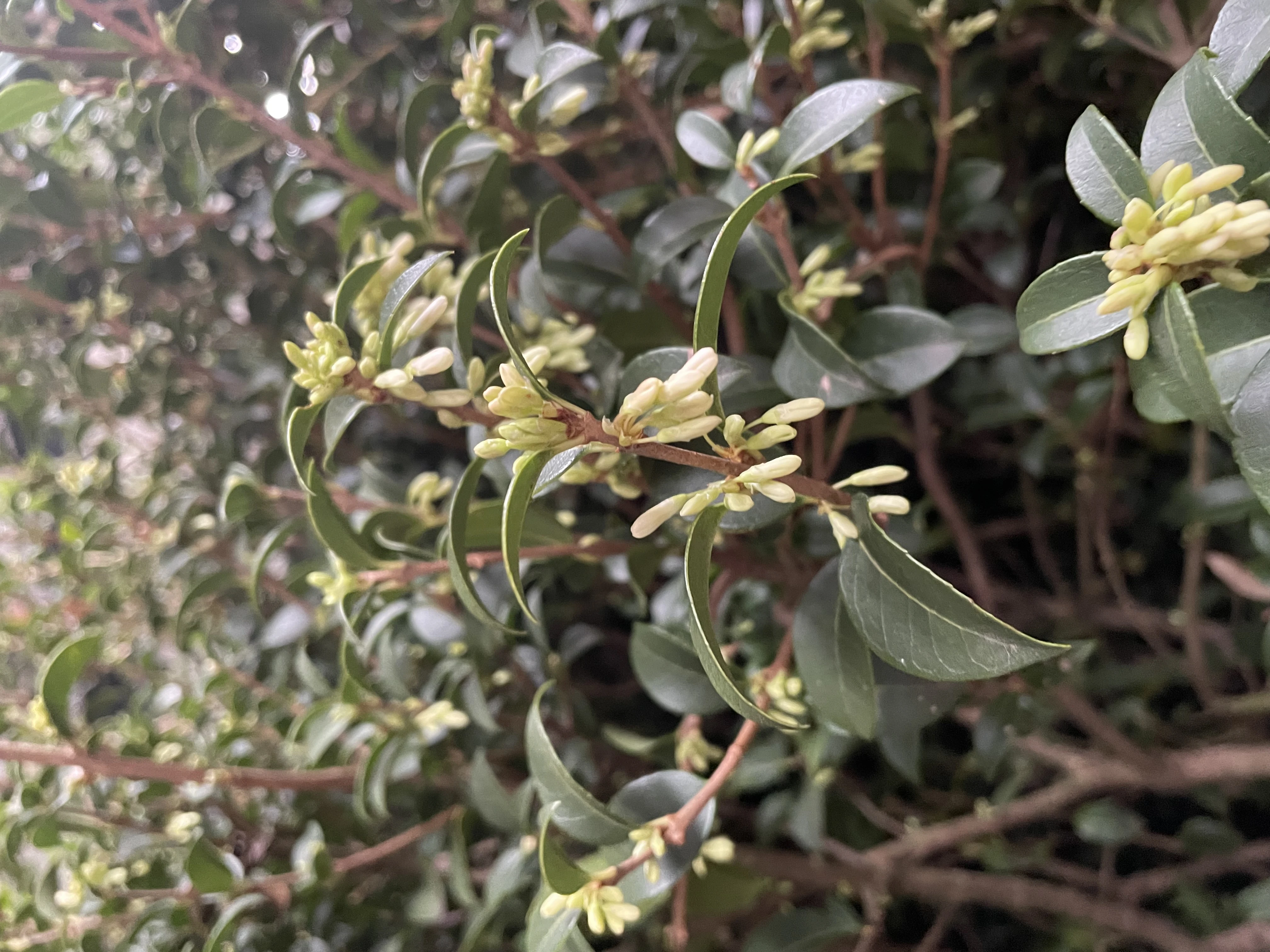 Osmanthus heterophyllus  (meerstammige heester) -13