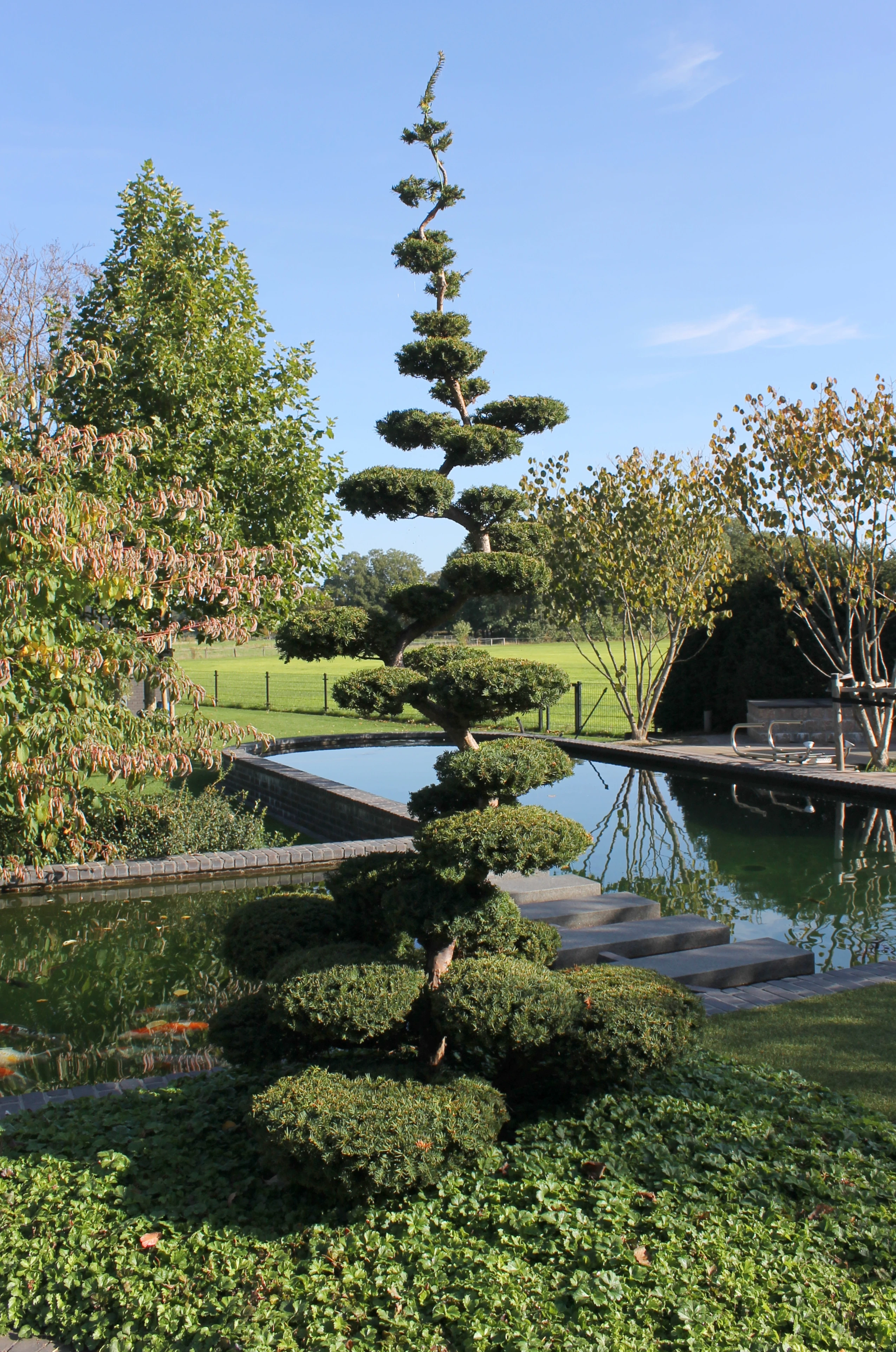 Taxus baccata  (bonsai)-1