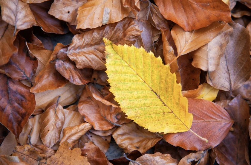 Carpinus betulus -3