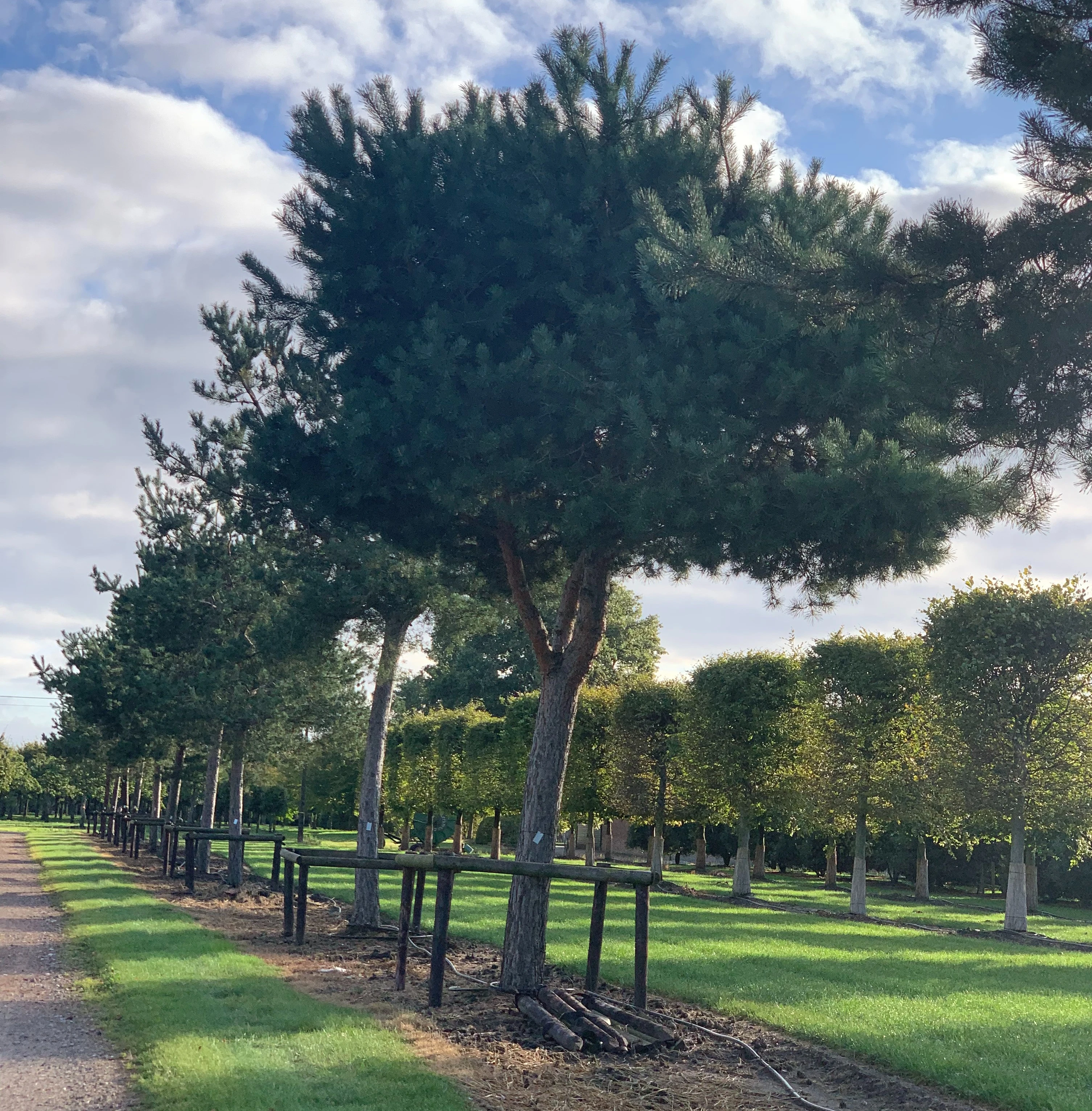 Inkoop van bomen, meerstammige heesters en XXL plantgoed -3