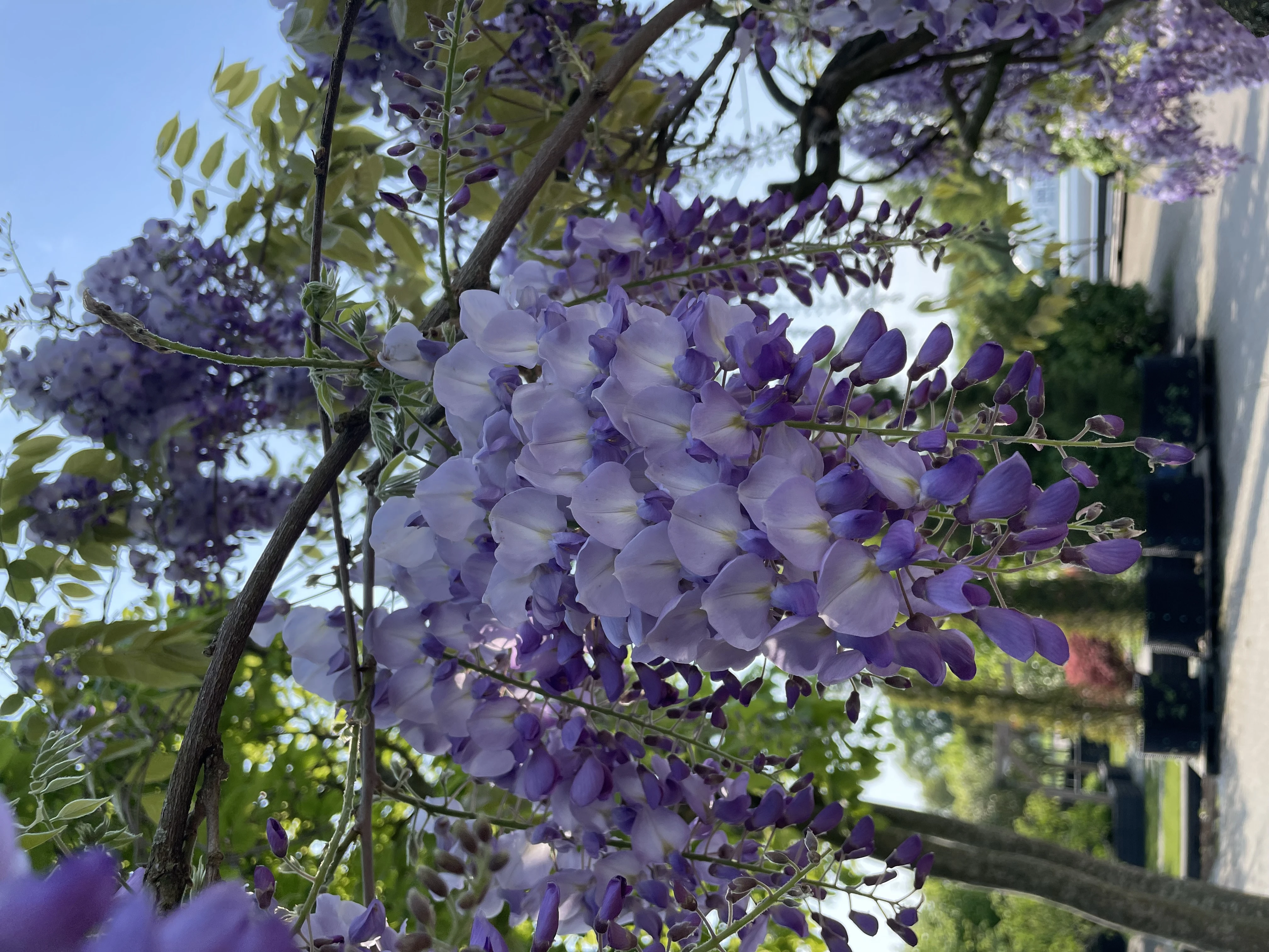 Wisteria sinensis -5