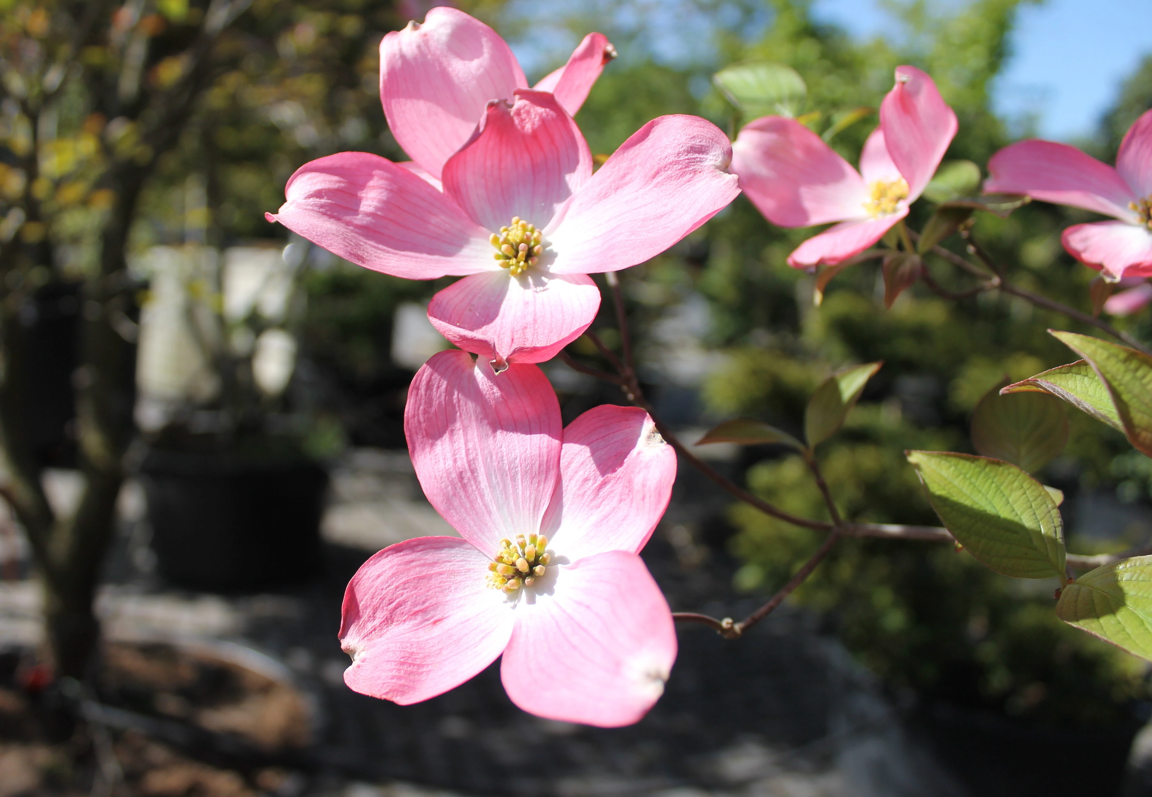 Cornus florida 'Chereokee Chief'-2