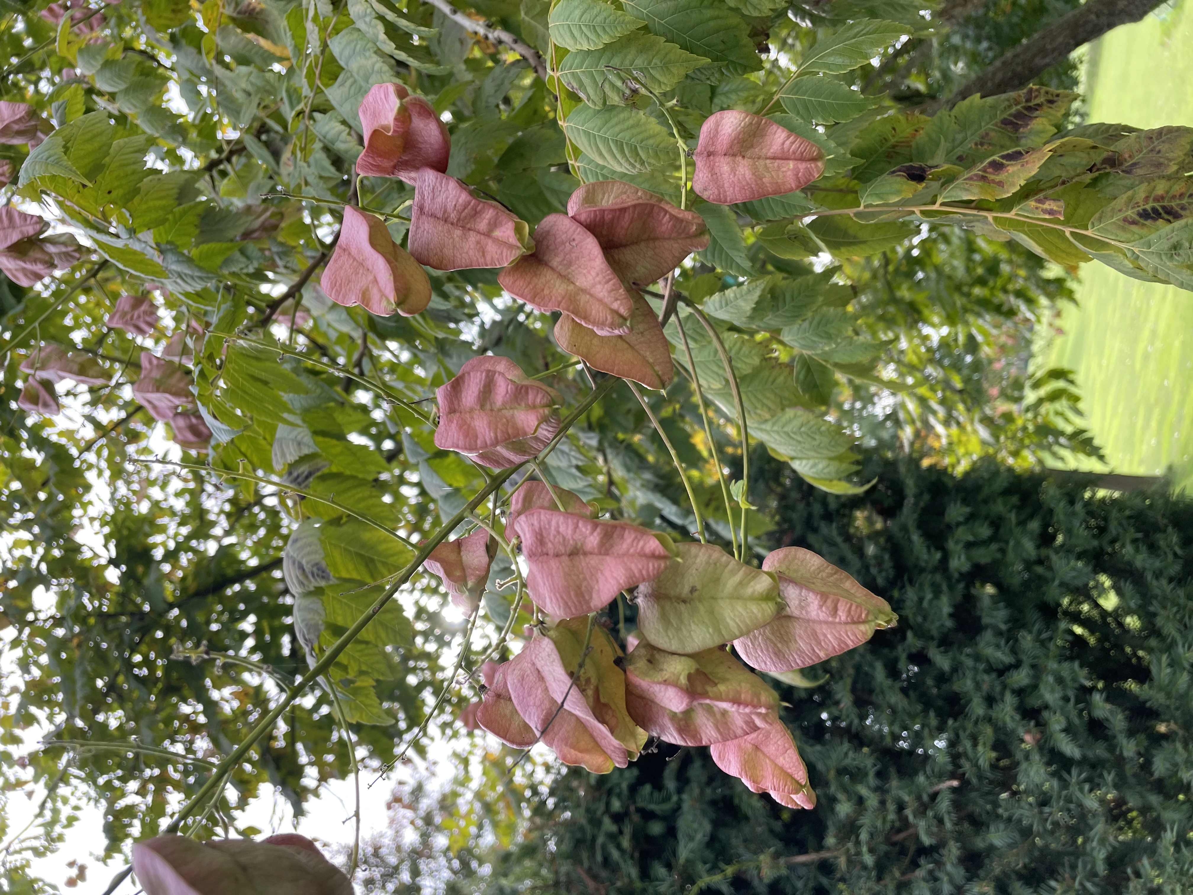 Koelreuteria paniculata-4