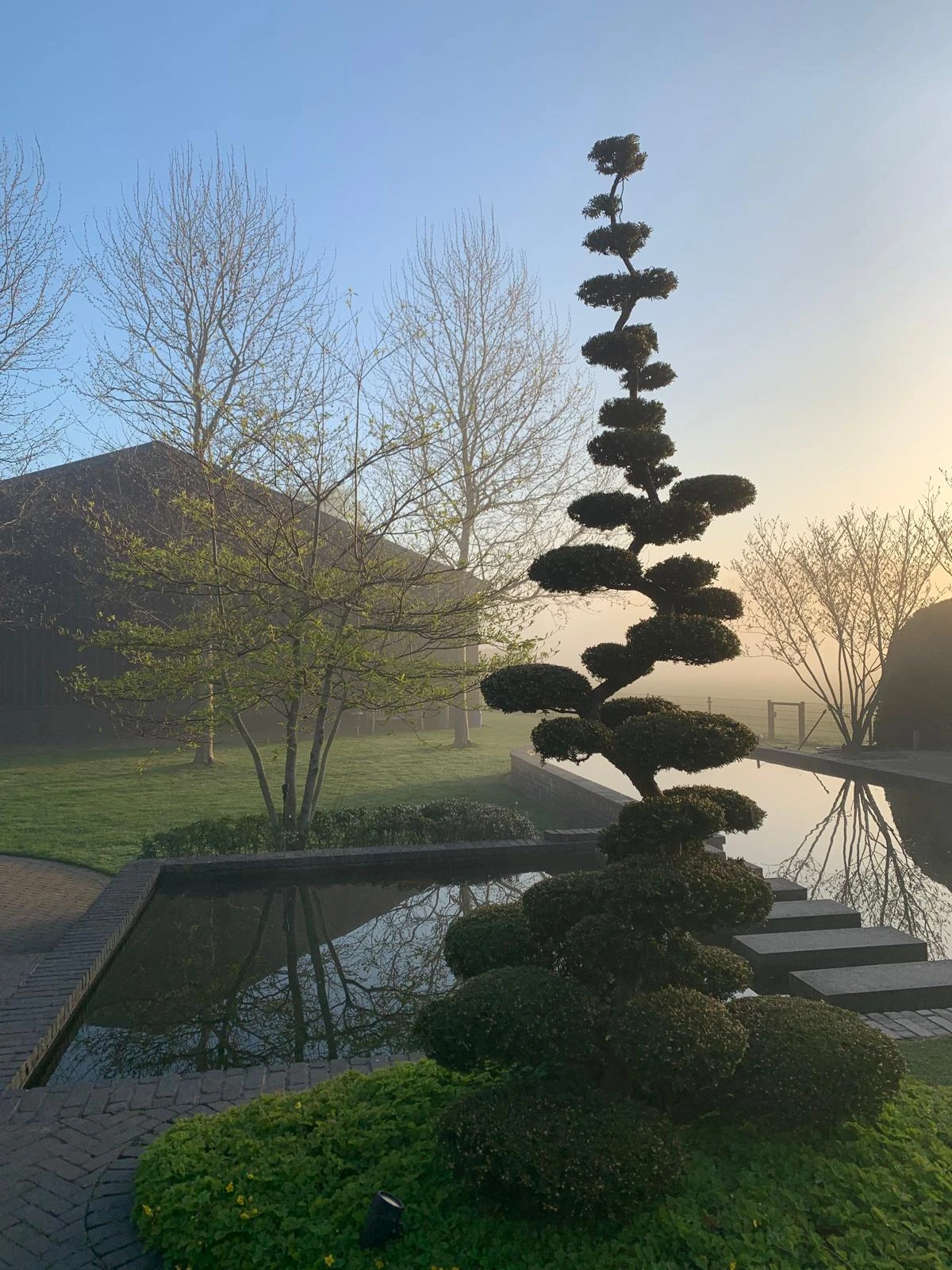 Taxus baccata  (bonsai)-3