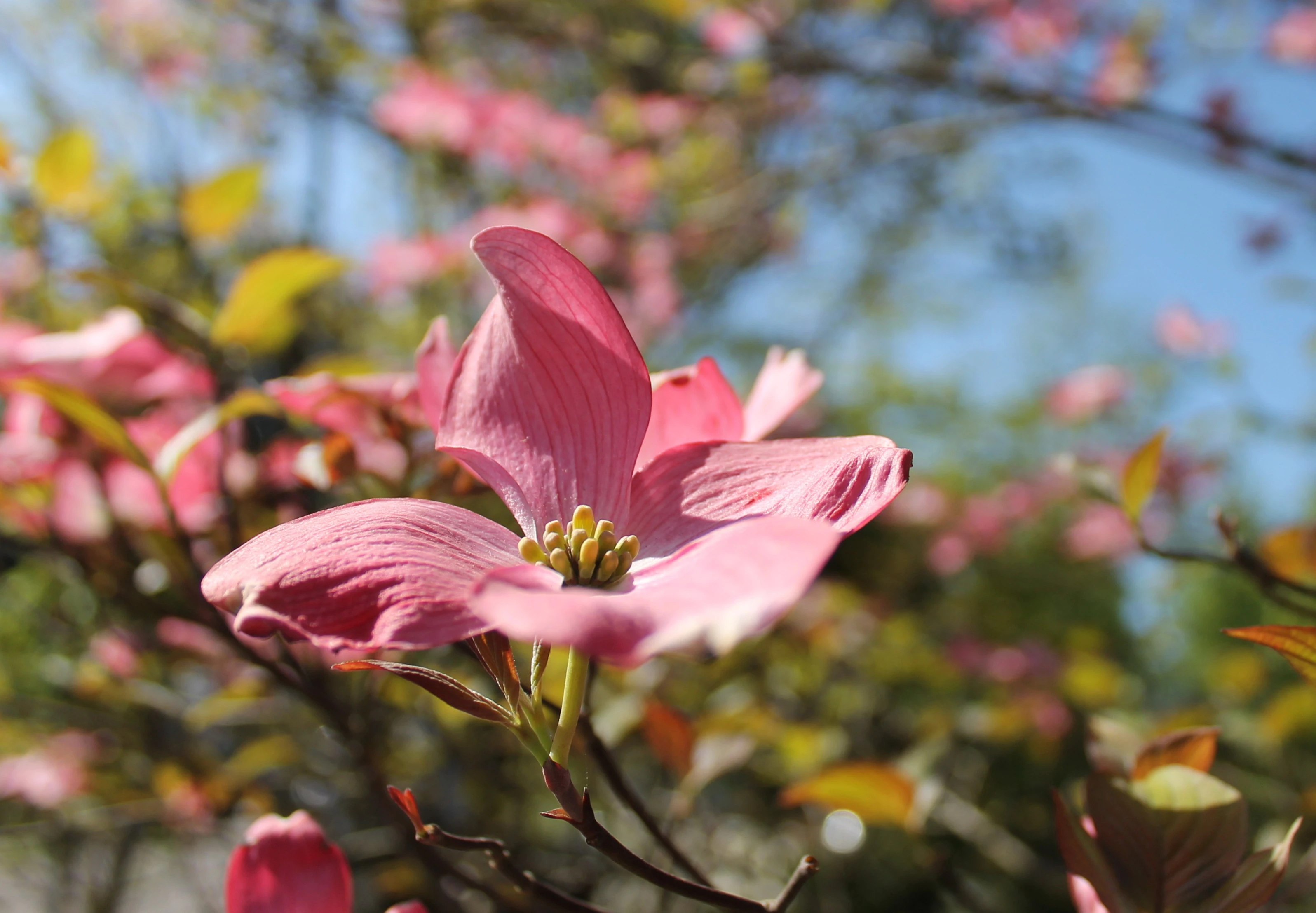 Cornus florida 'Chererokee Chief'-6