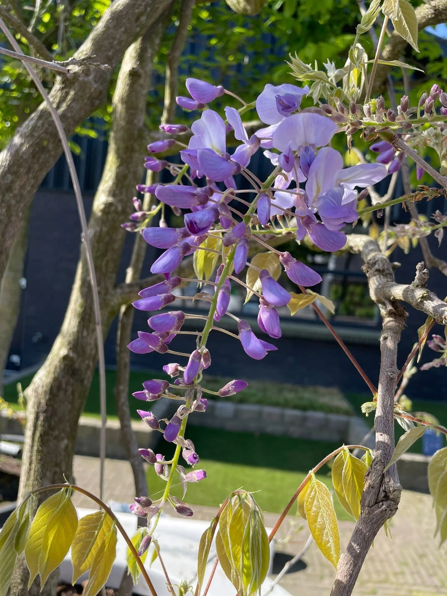 Wisteria sinensis -4