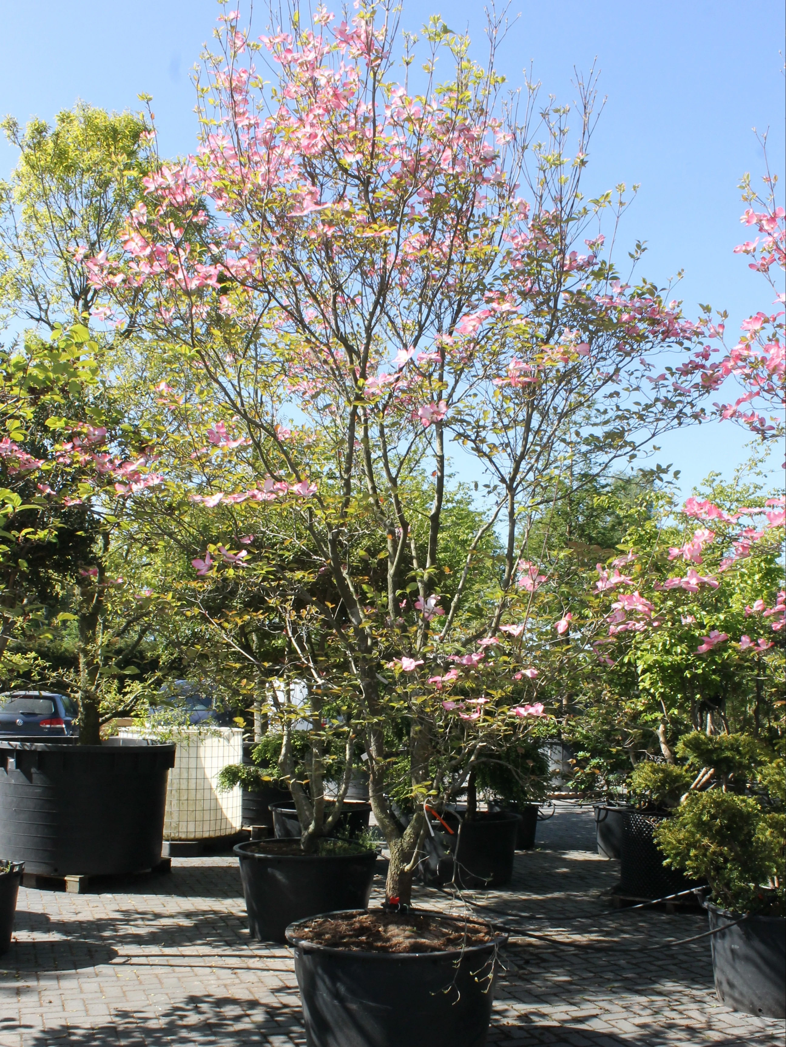 Cornus florida 'Chereokee Chief'-3