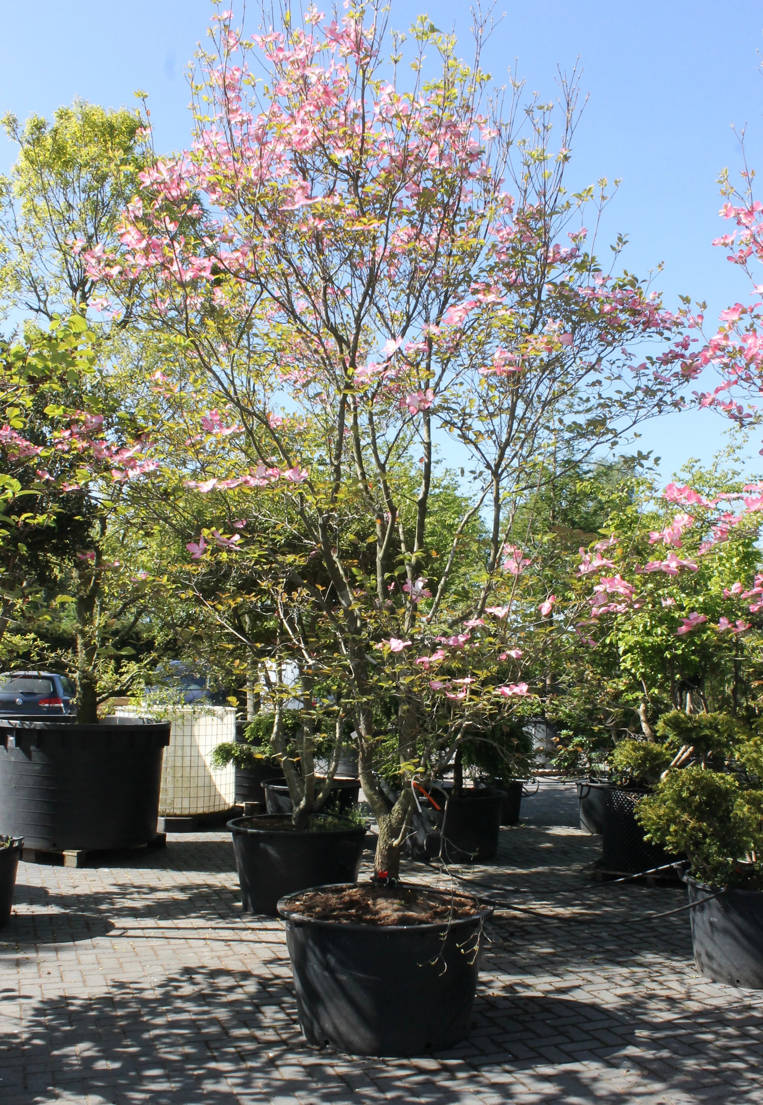 Cornus florida 'Chererokee Chief'-1