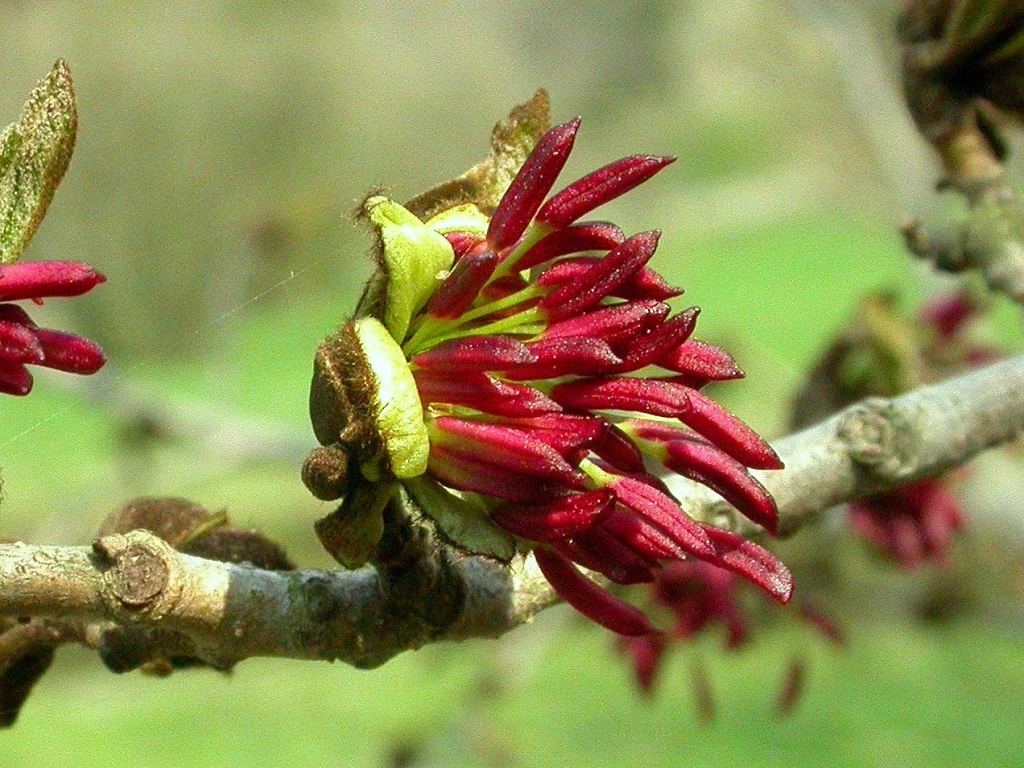 Enkianthus campanulatus-1