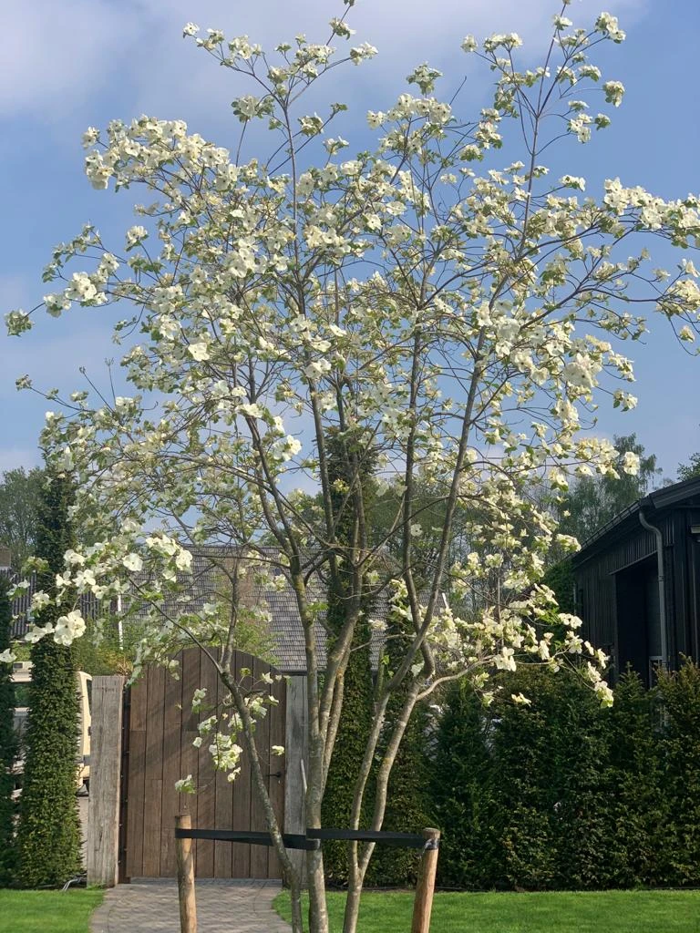 Cornus ‘Eddie’s White Wonder’-3