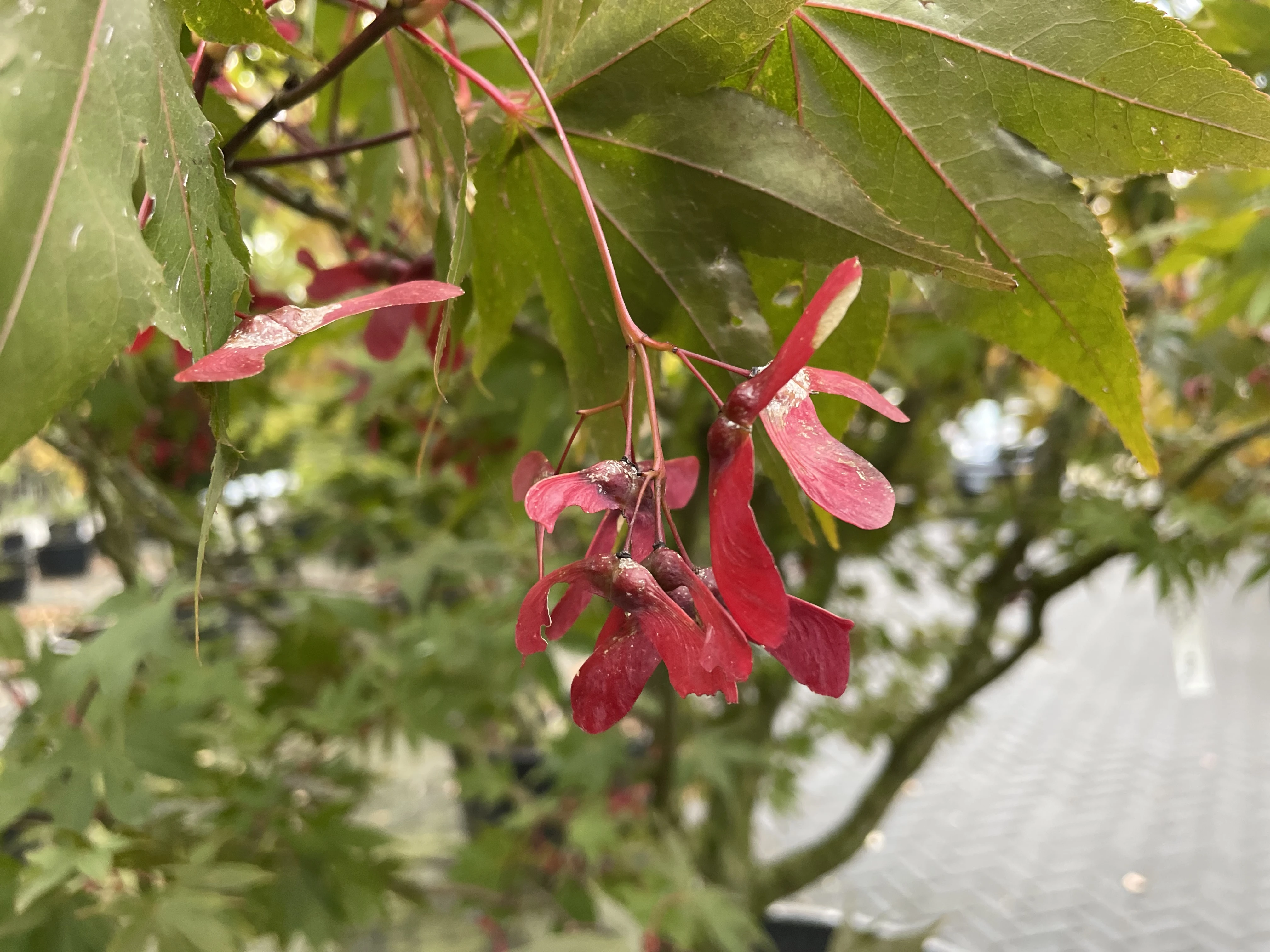 Acer palmatum ‘Osakazuki’-6