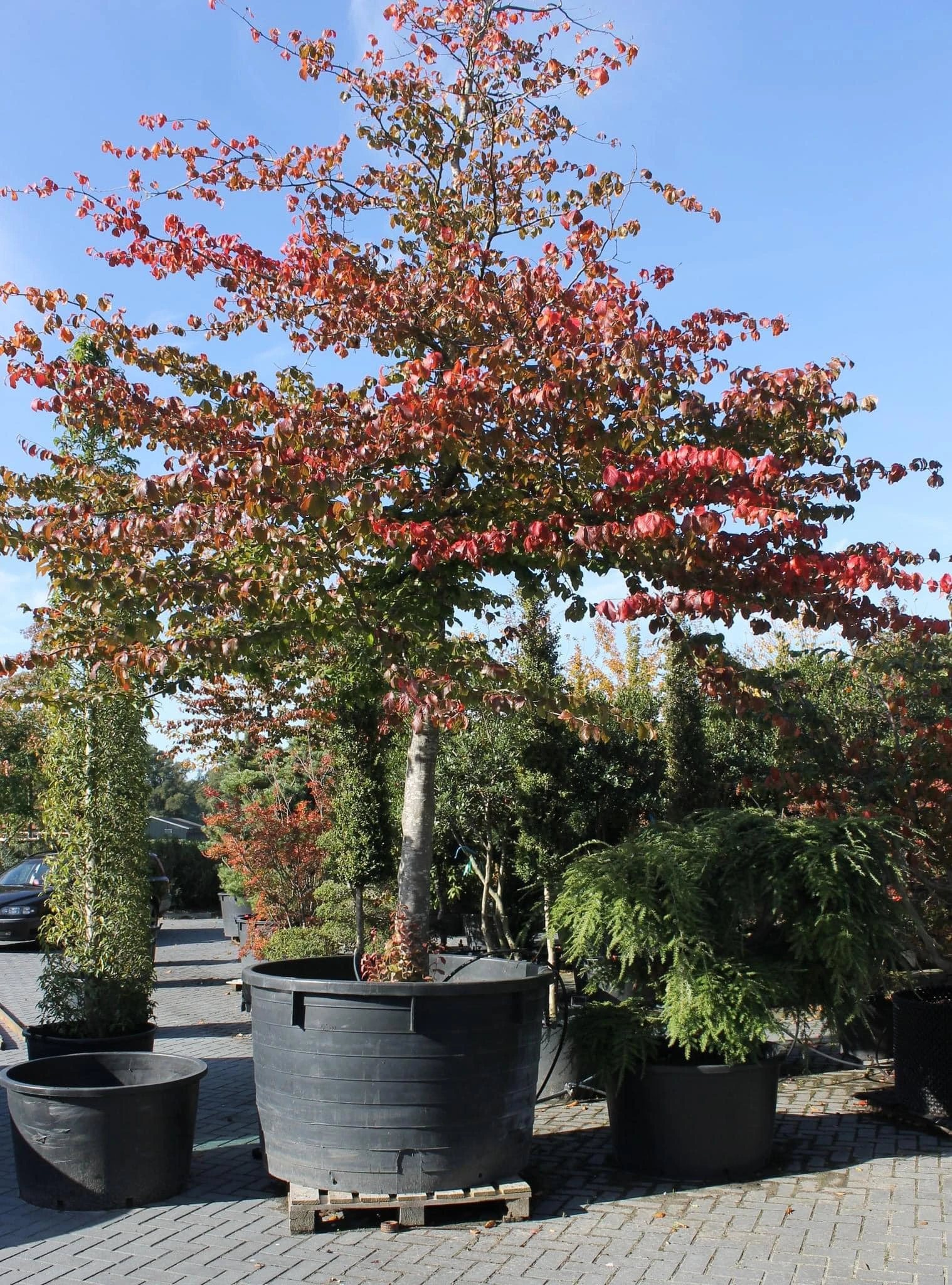 Parrotia persica -1