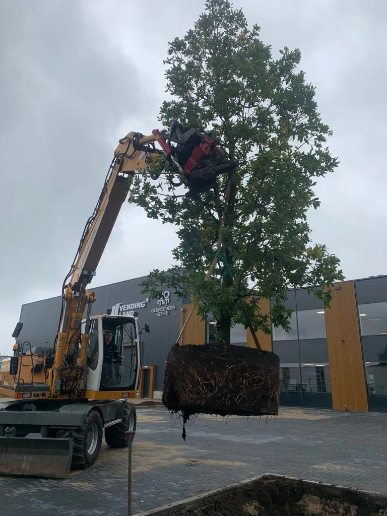 Bomen met karakter rondom een bedrijfspand -3