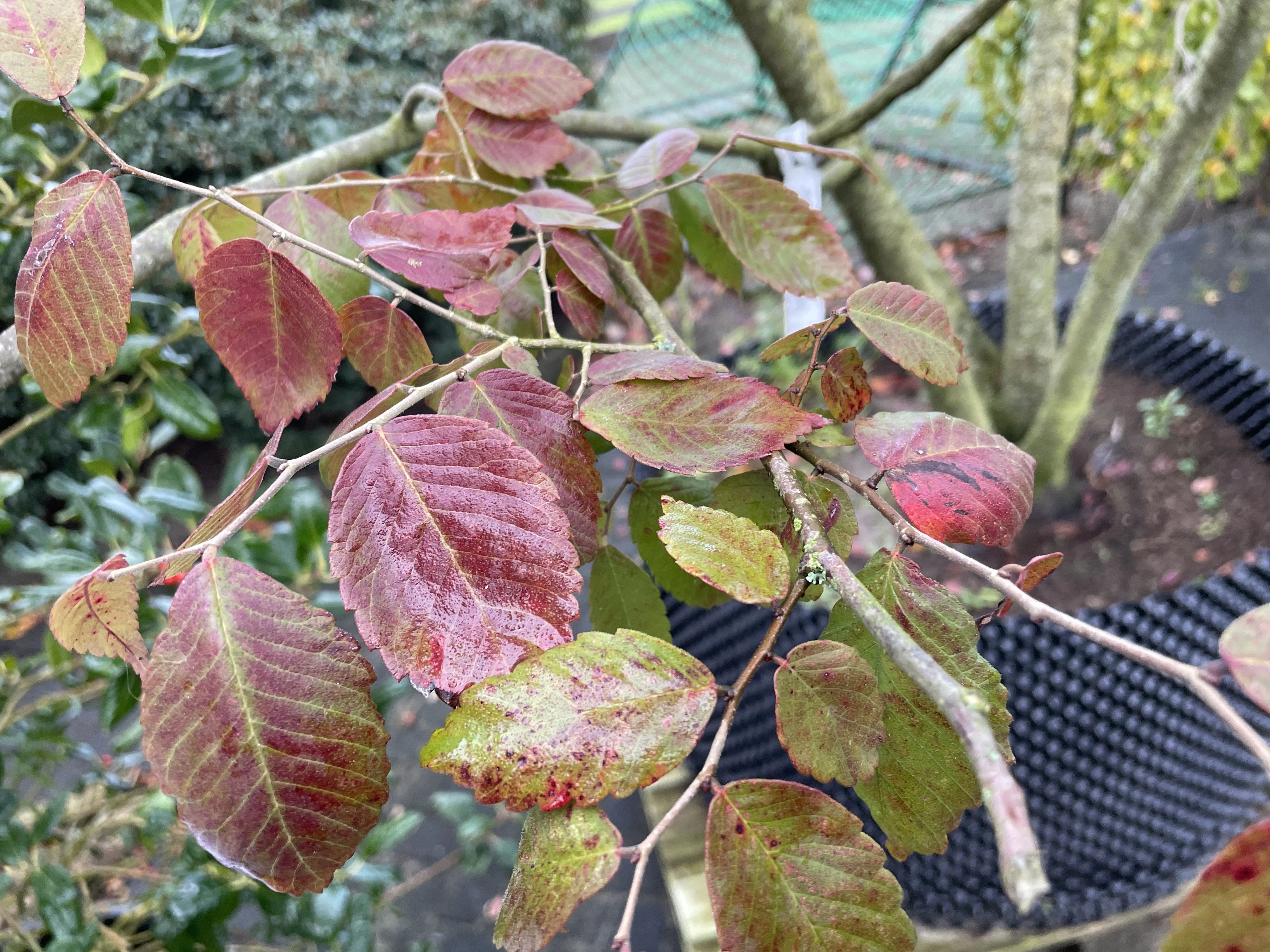 Zelkova serrata -2