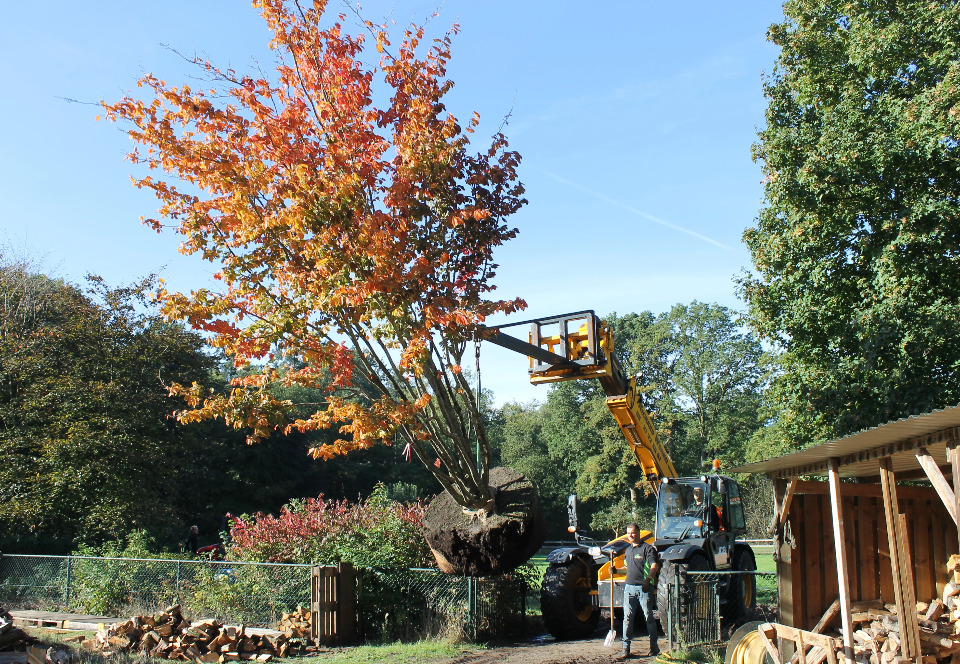 Transport van de bomen-3