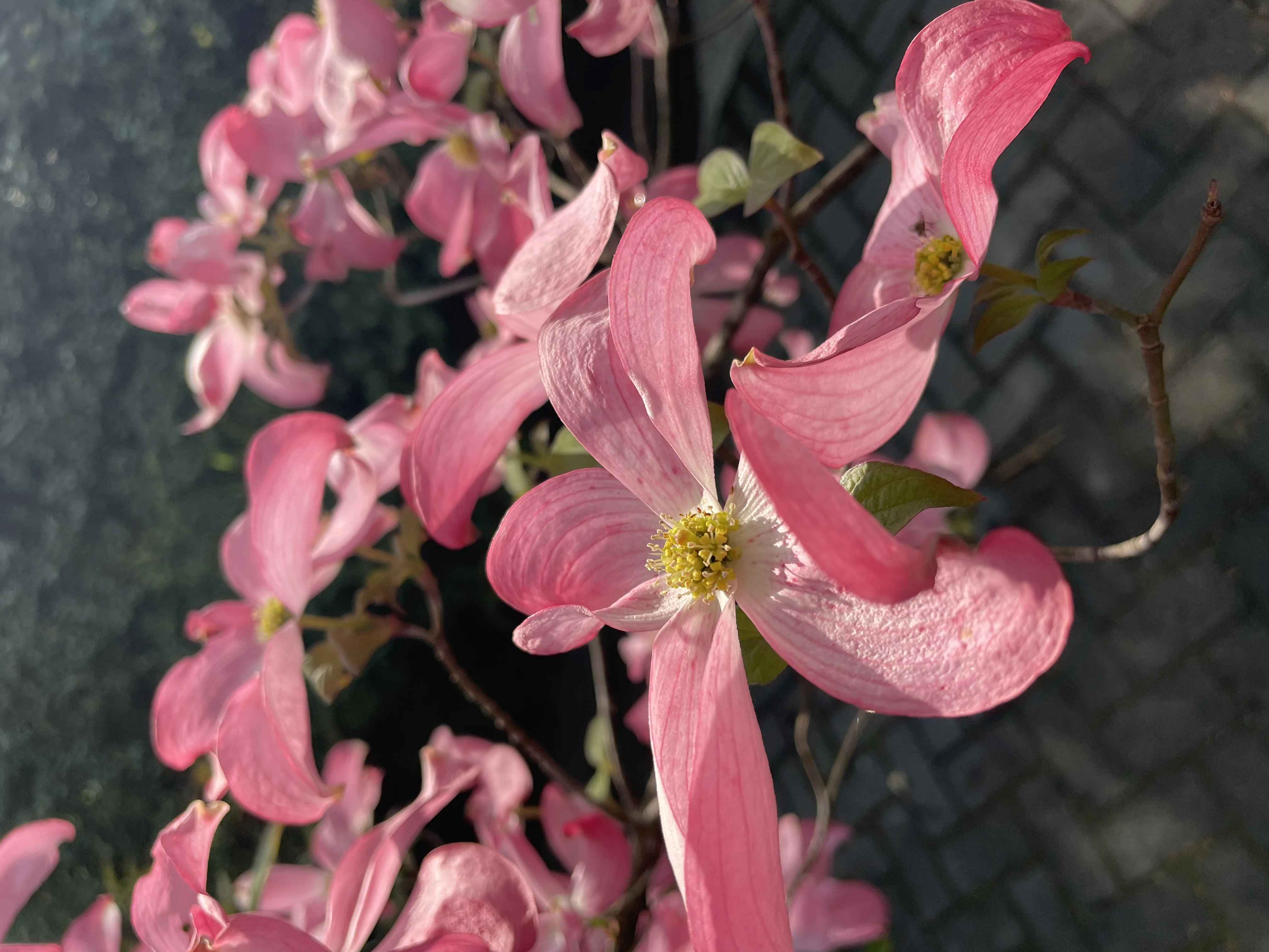 Cornus florida 'Chererokee Chief'-8