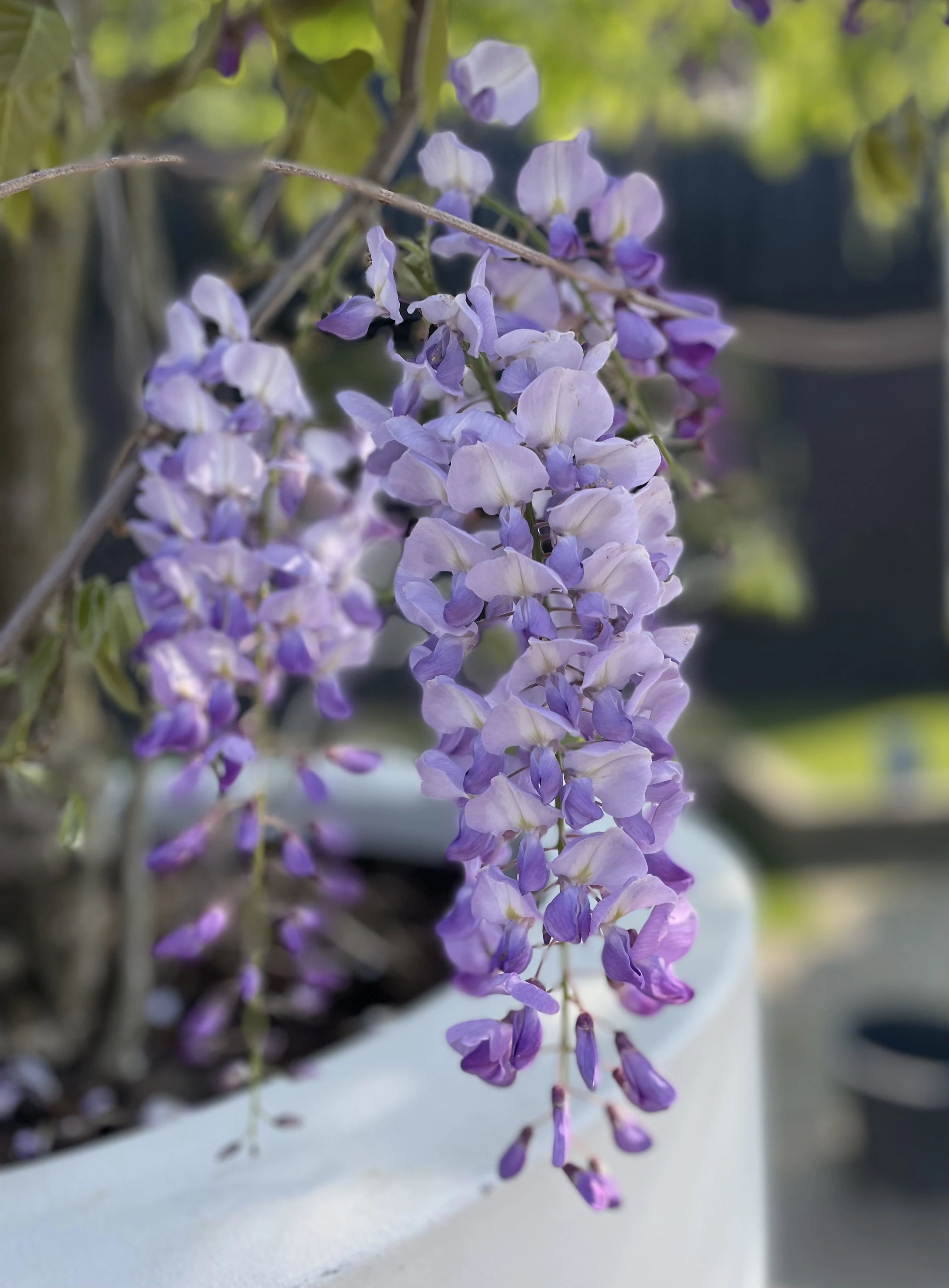 Wisteria sinensis -6