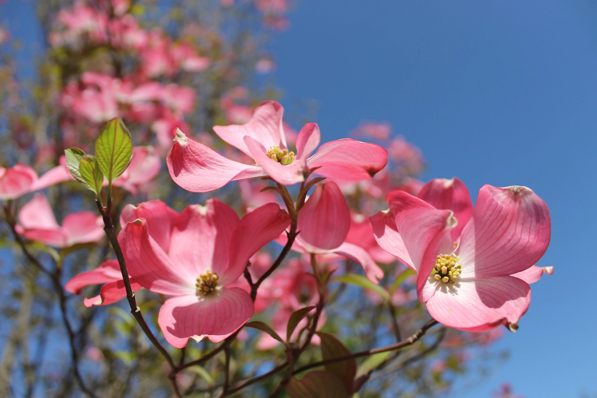 Cornus florida 'Chereokee Chief'-1