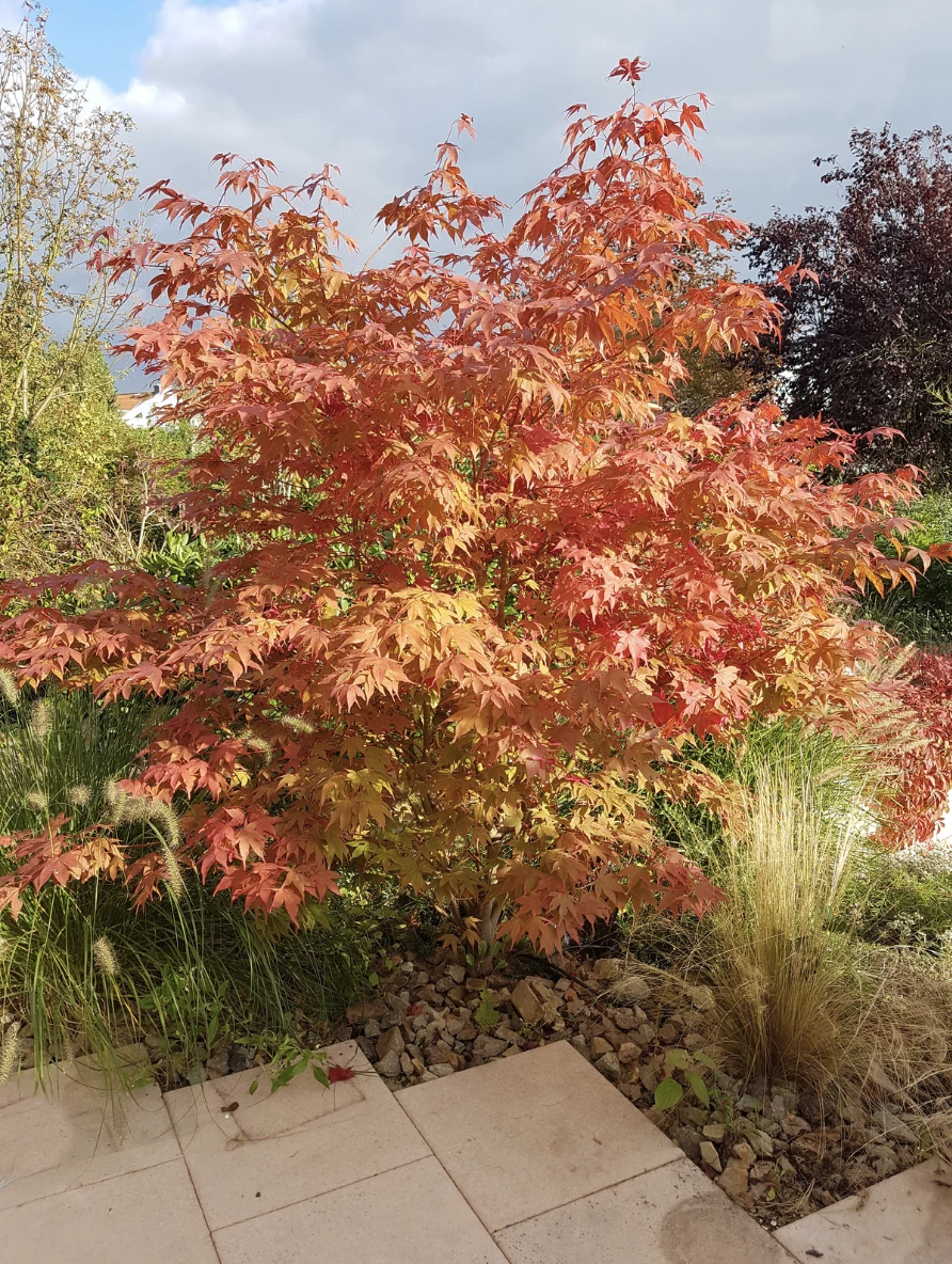 Acer palmatum ‘Osakazuki’-1