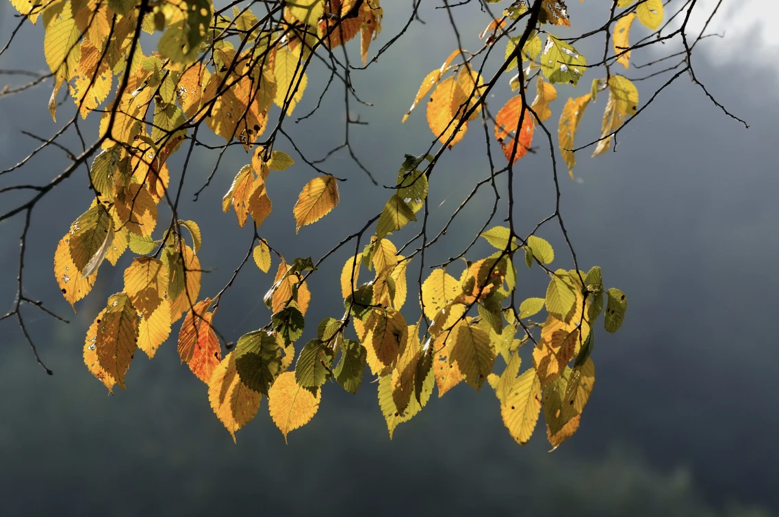 Carpinus betulus -4