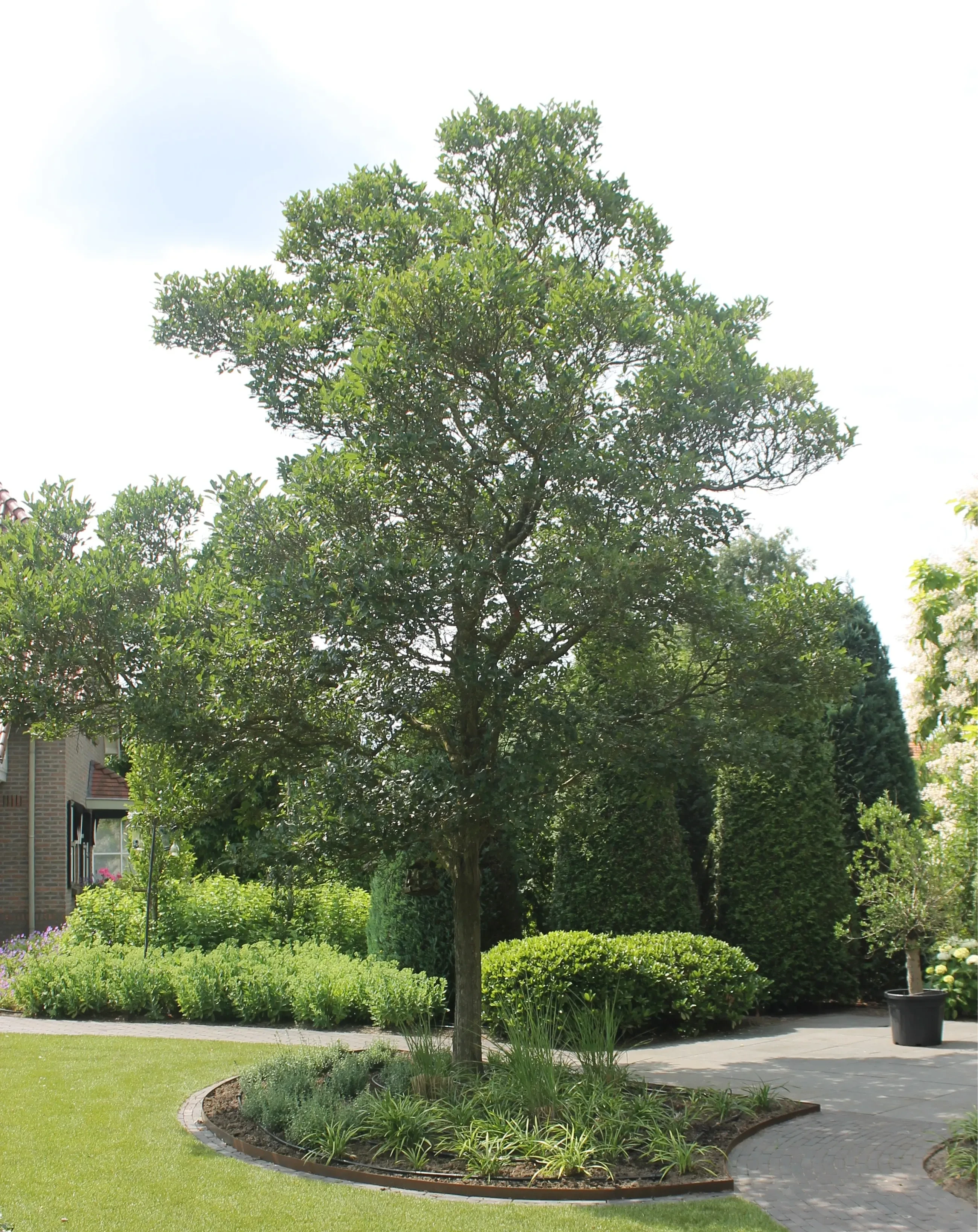 Exclusieve bomen en hagen rondom een zwemvijver -3