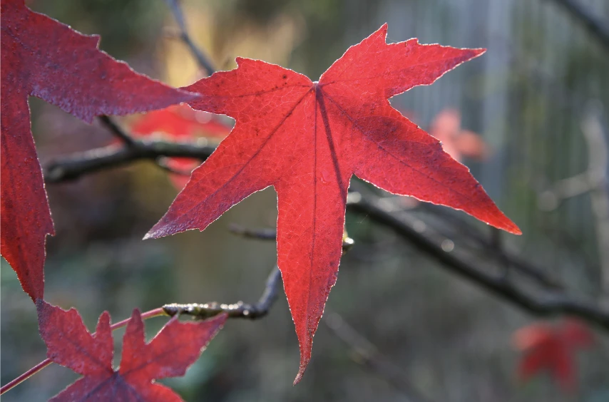 Acer palmatum ‘Osakazuki’-2