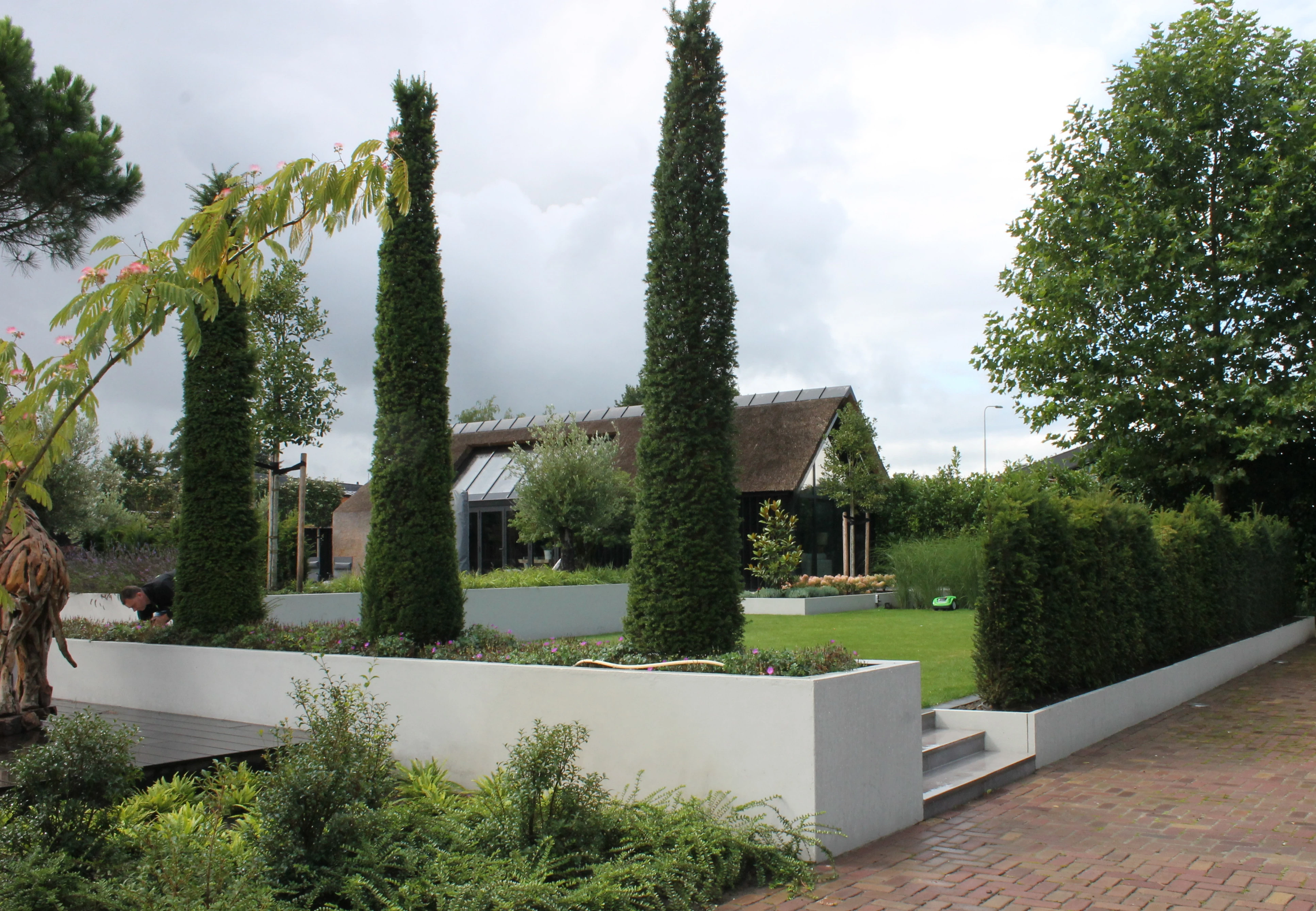 Taxus baccata  (zuilen & piramides)-6