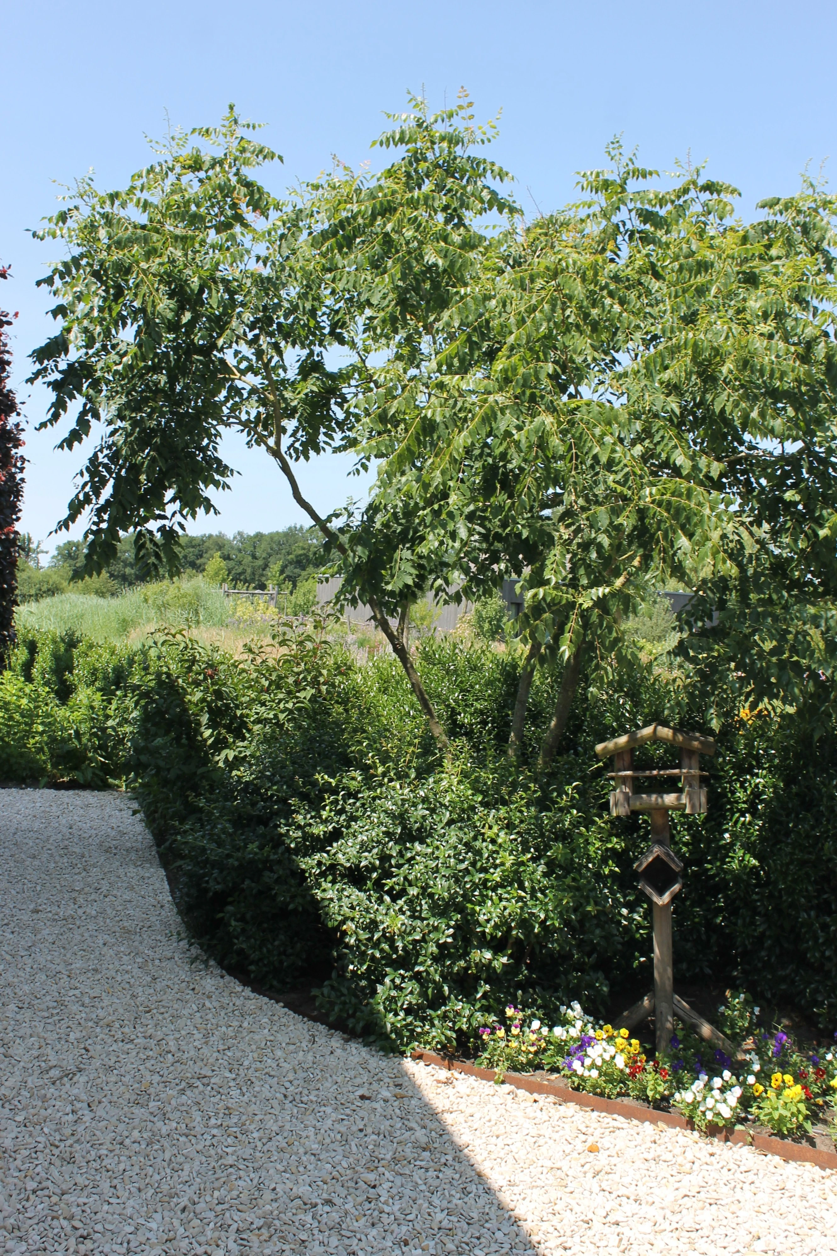 Koelreuteria paniculata-7