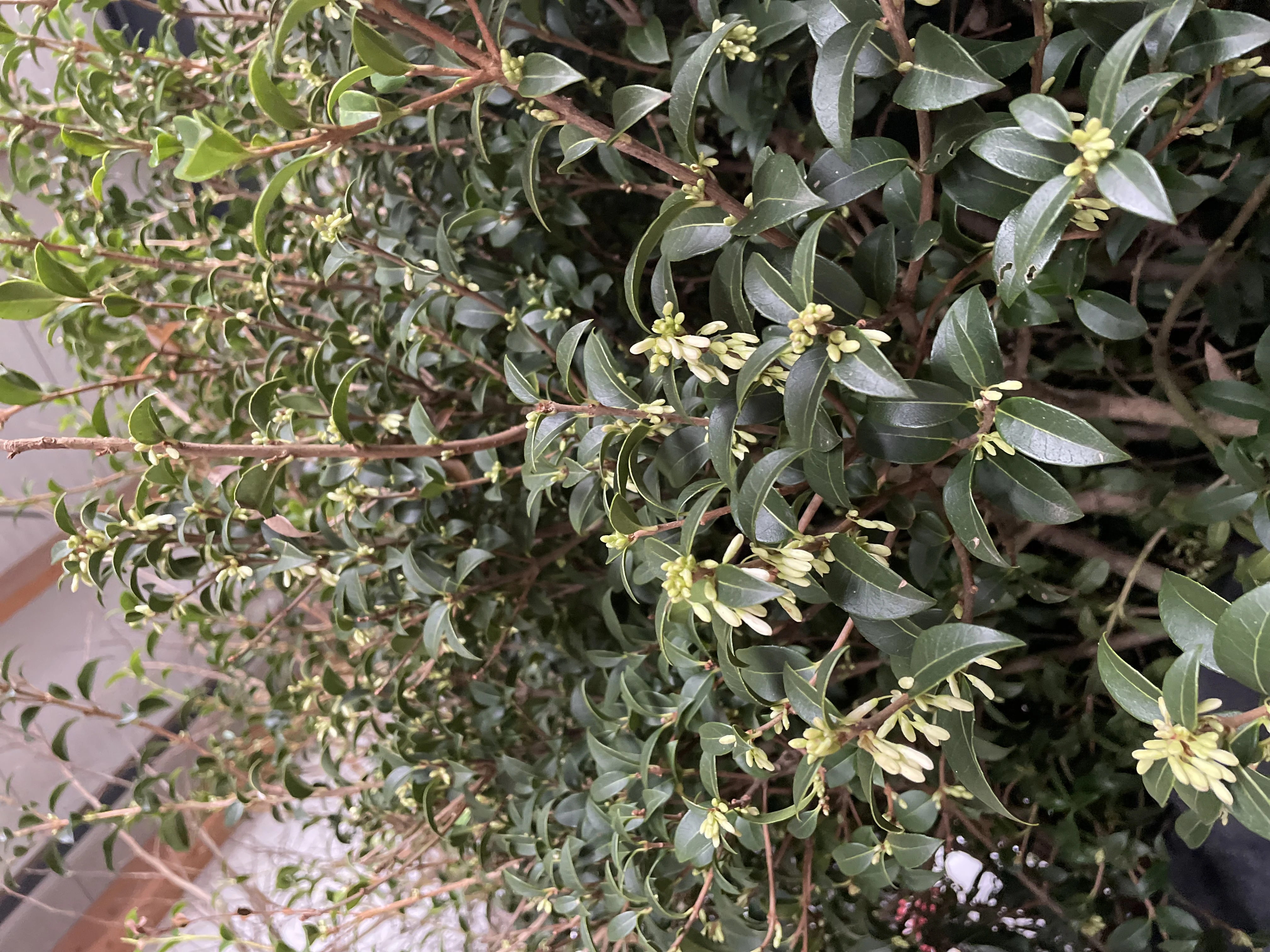 Osmanthus x burkwoodi -1