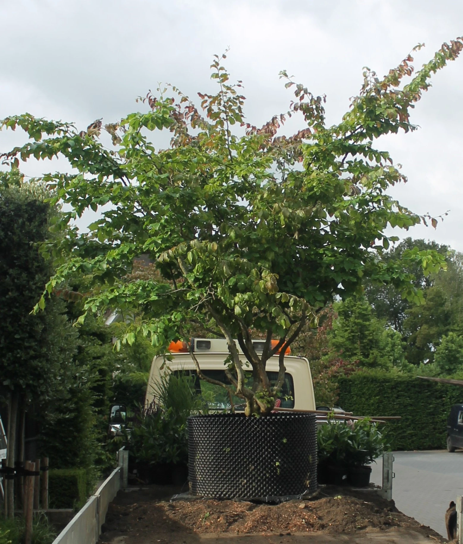 Parrotia persica -9