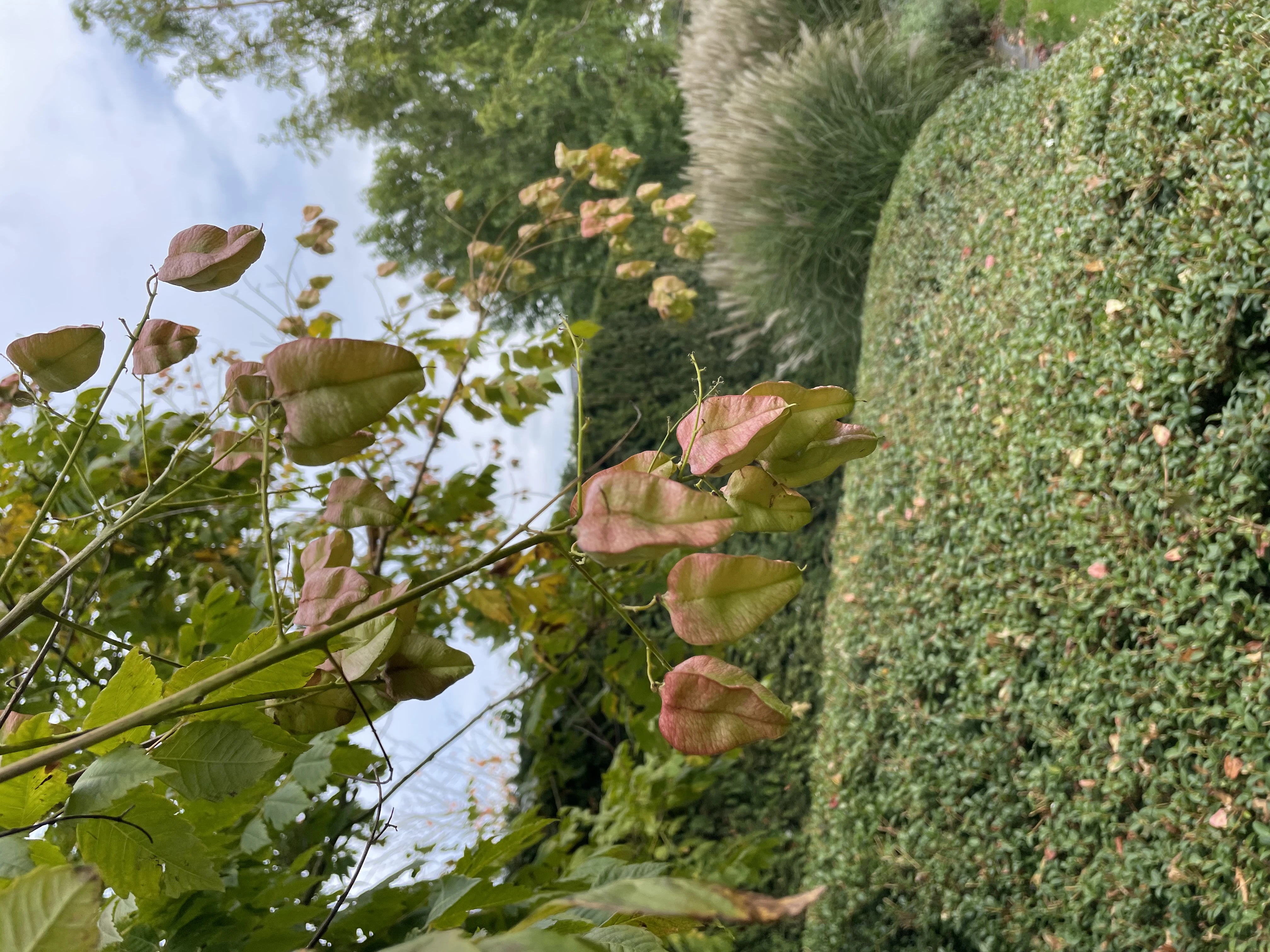 Koelreuteria paniculata-5