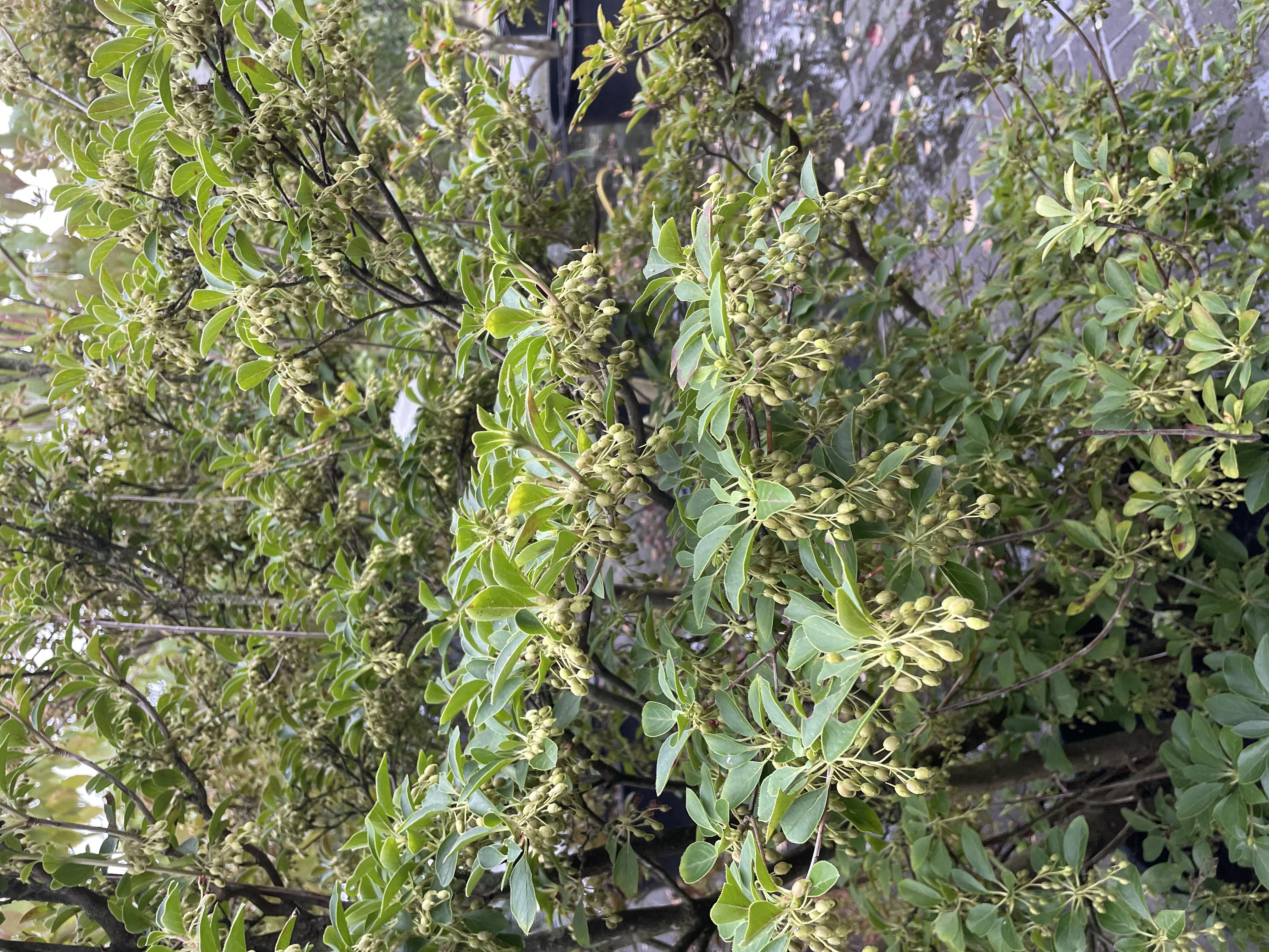 Enkianthus campanulatus-2