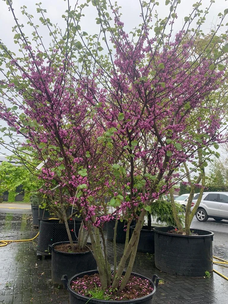 Cercis siliquatrum-2