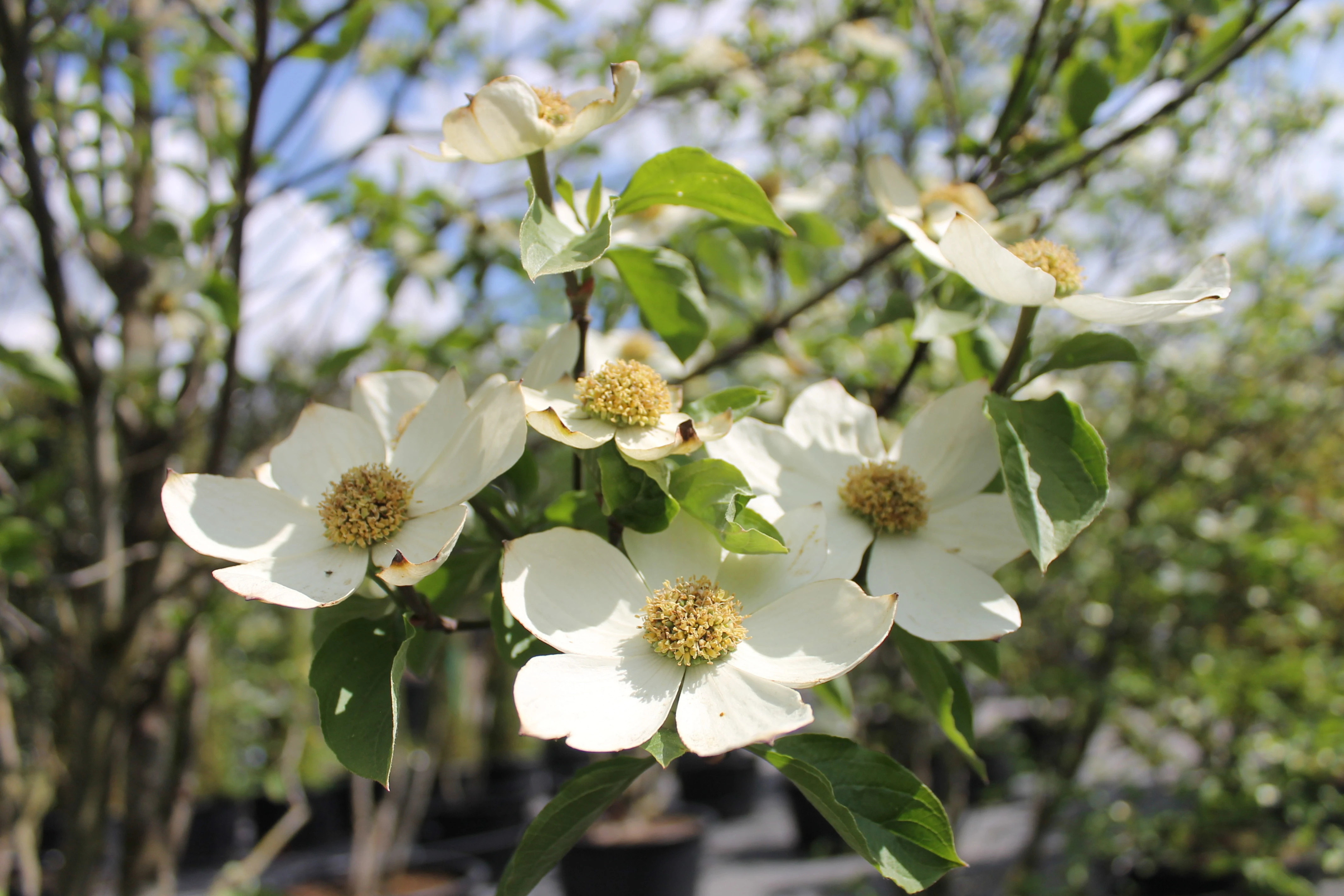 Cornus ‘Eddie’s White Wonder’-1