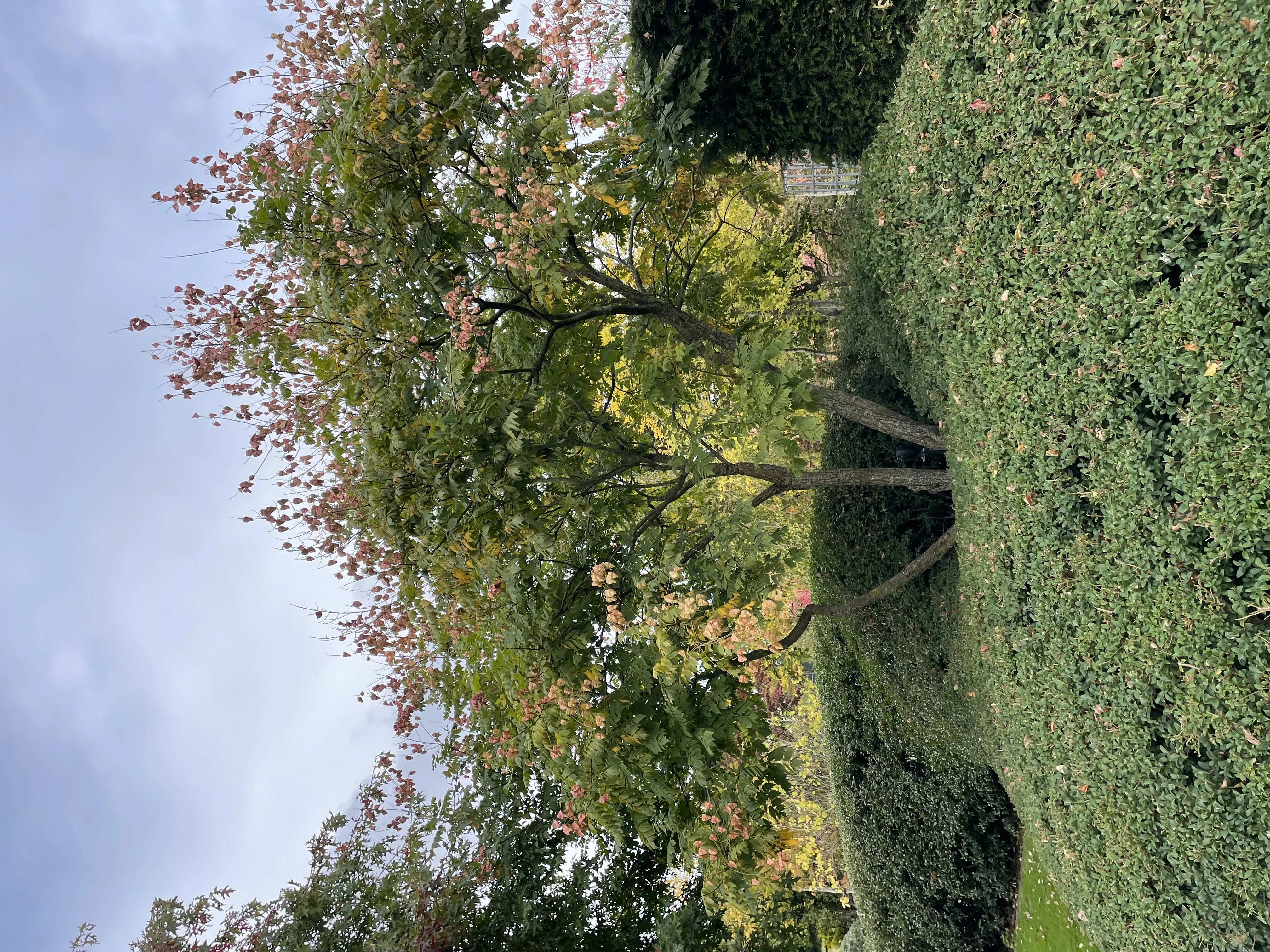 Koelreuteria paniculata-6