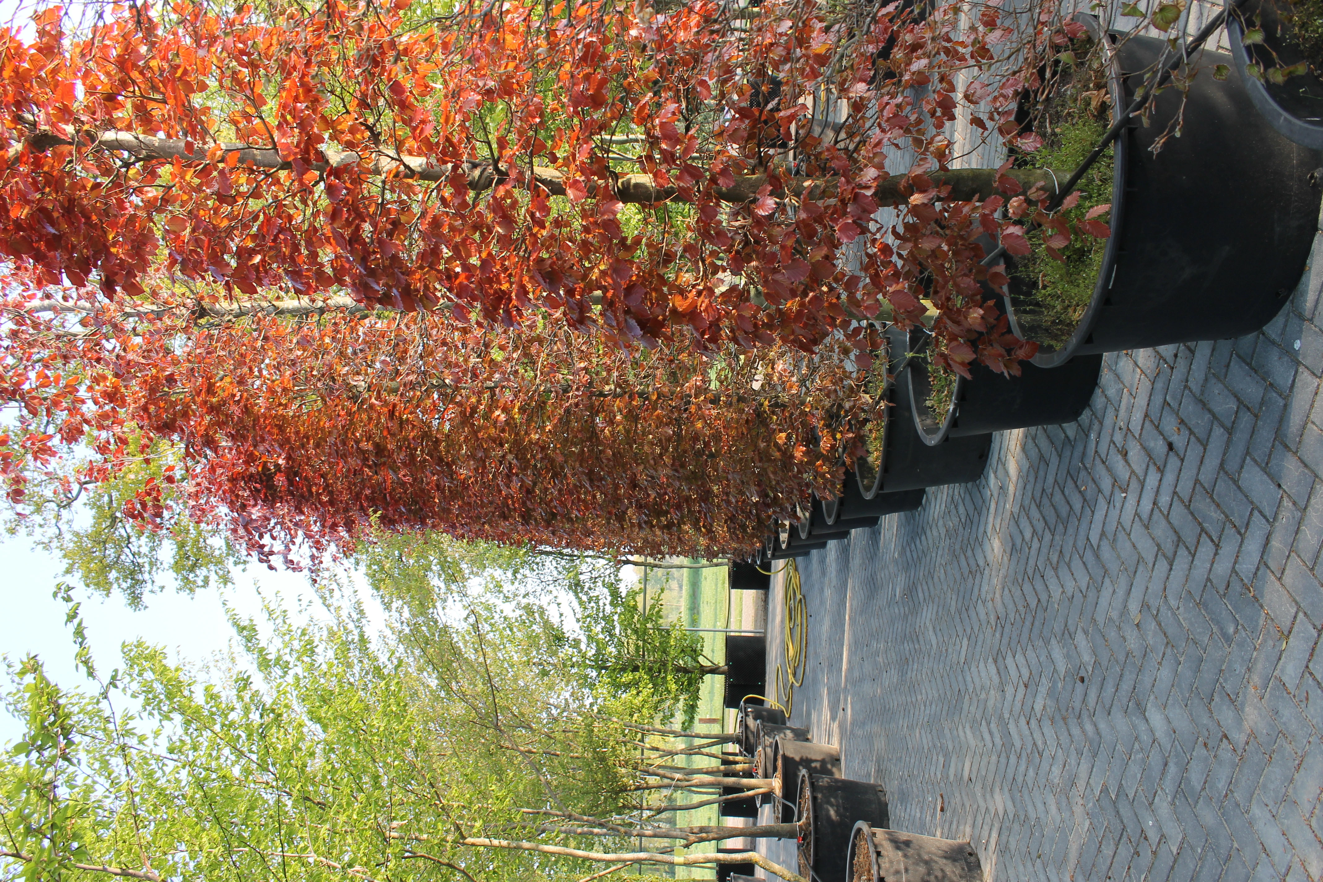 Fagus sylvatica 'Dawyck Purple' -1