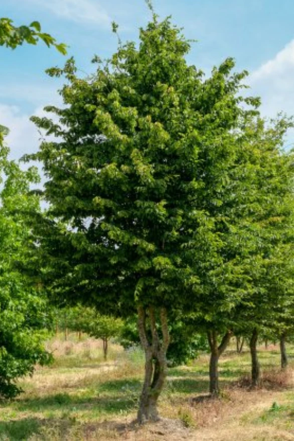 Carpinus betulus -5