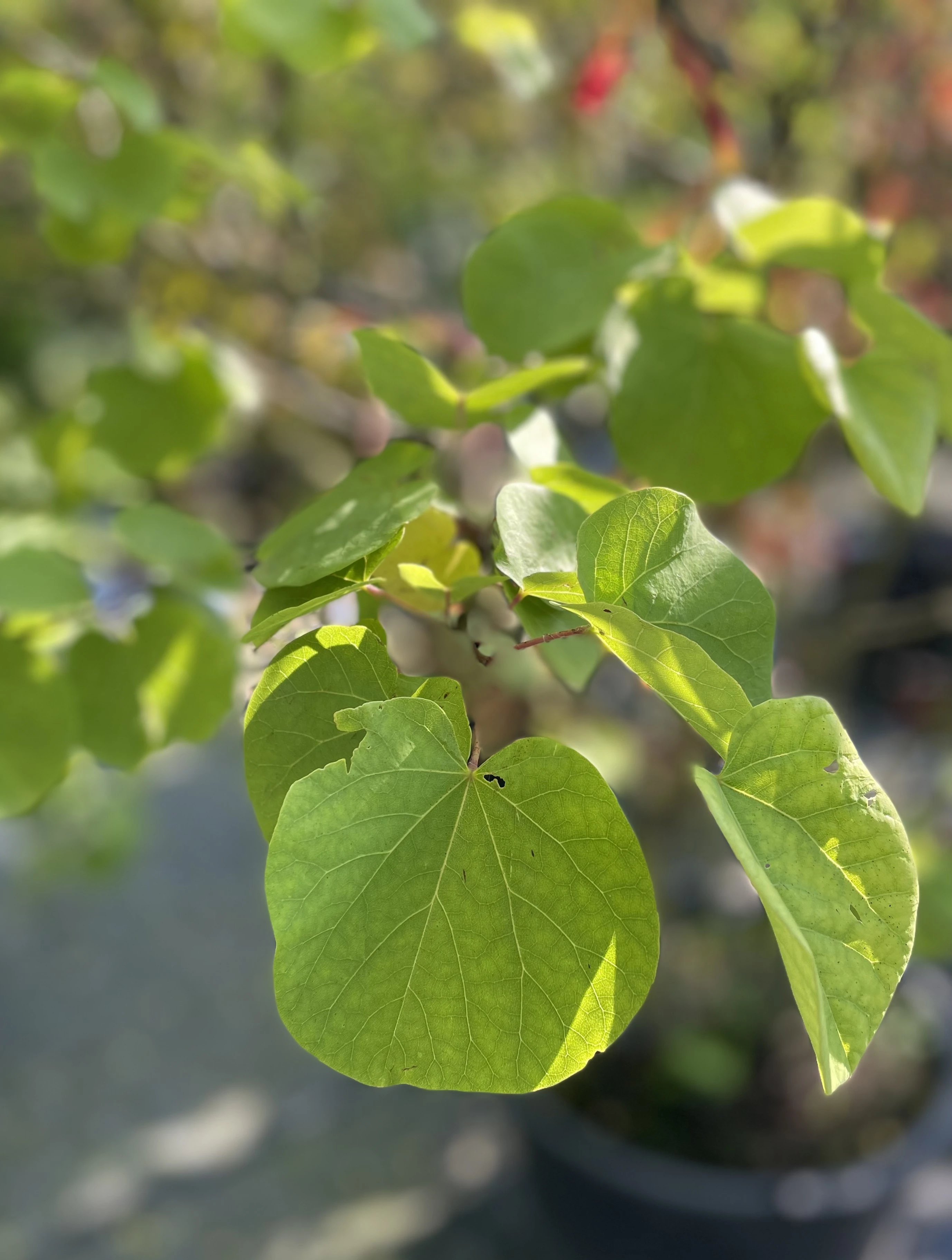 Cercis siliquatrum-5