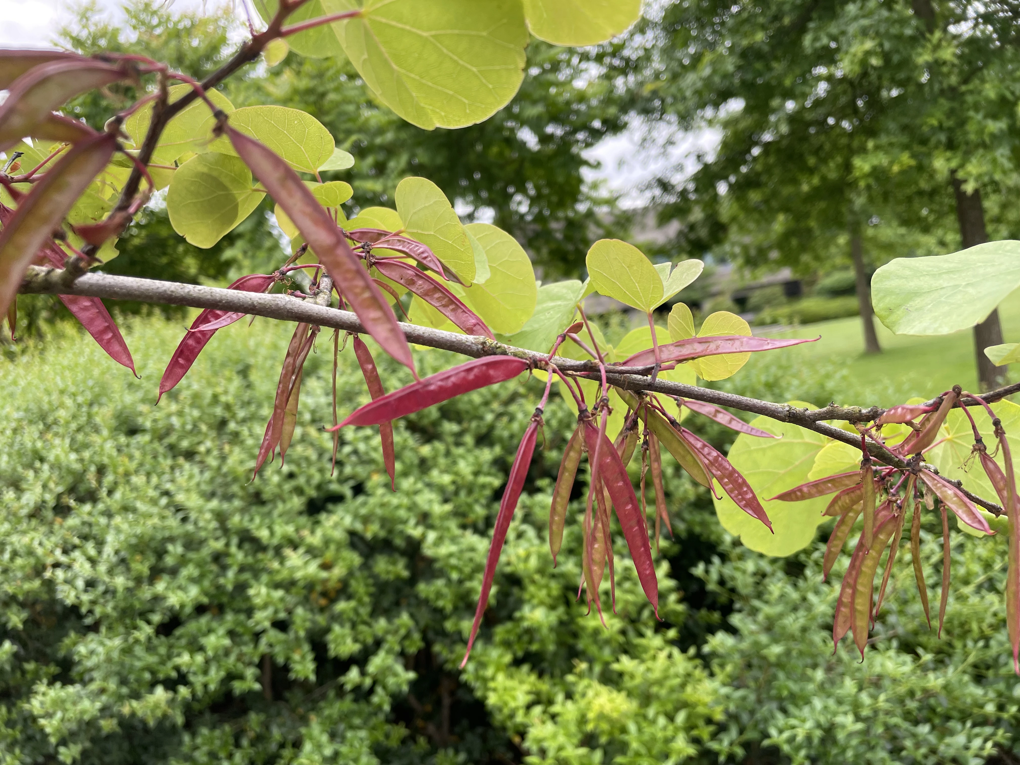 Cercis siliquatrum-6