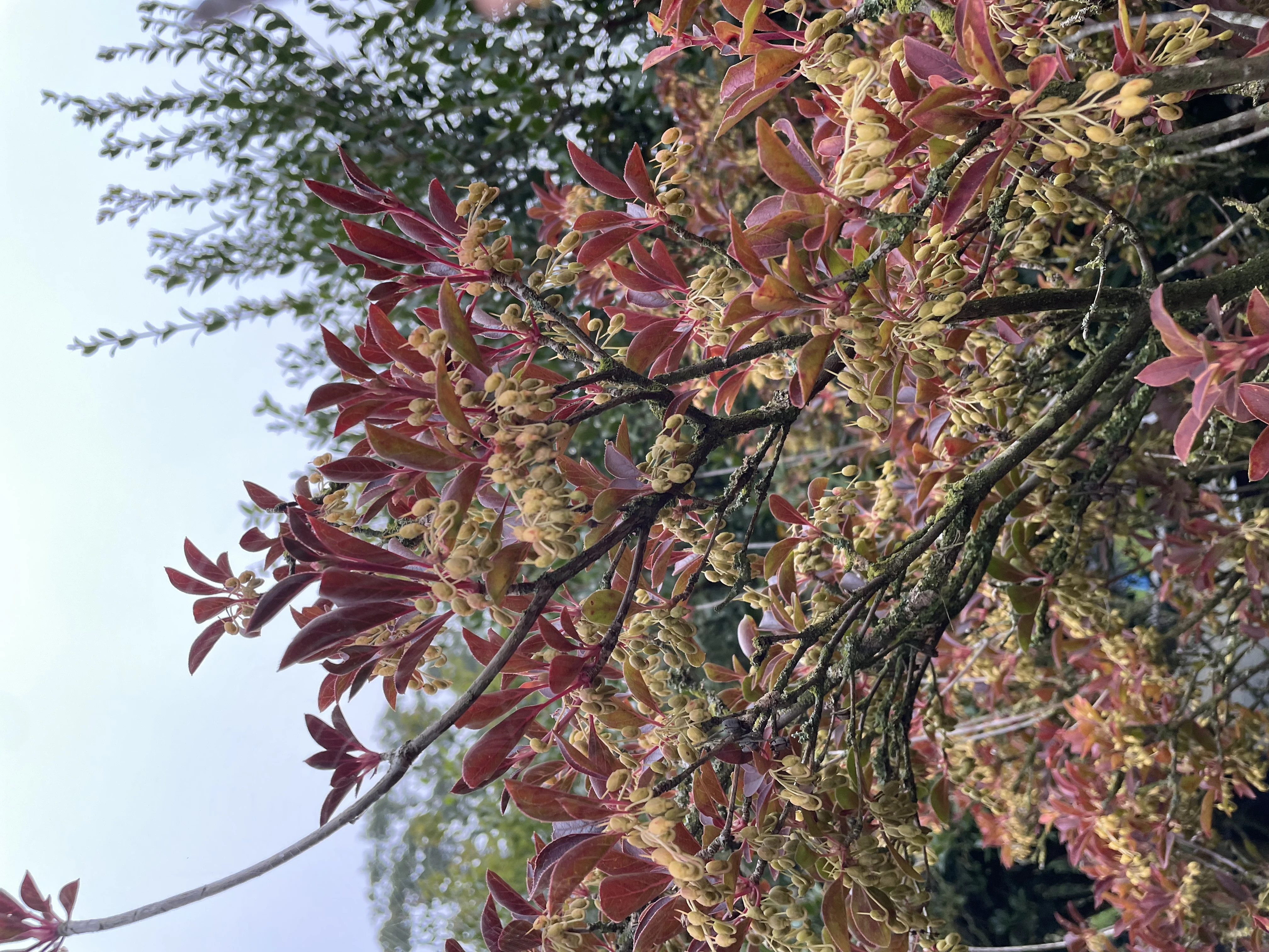 Enkianthus campanulatus-3