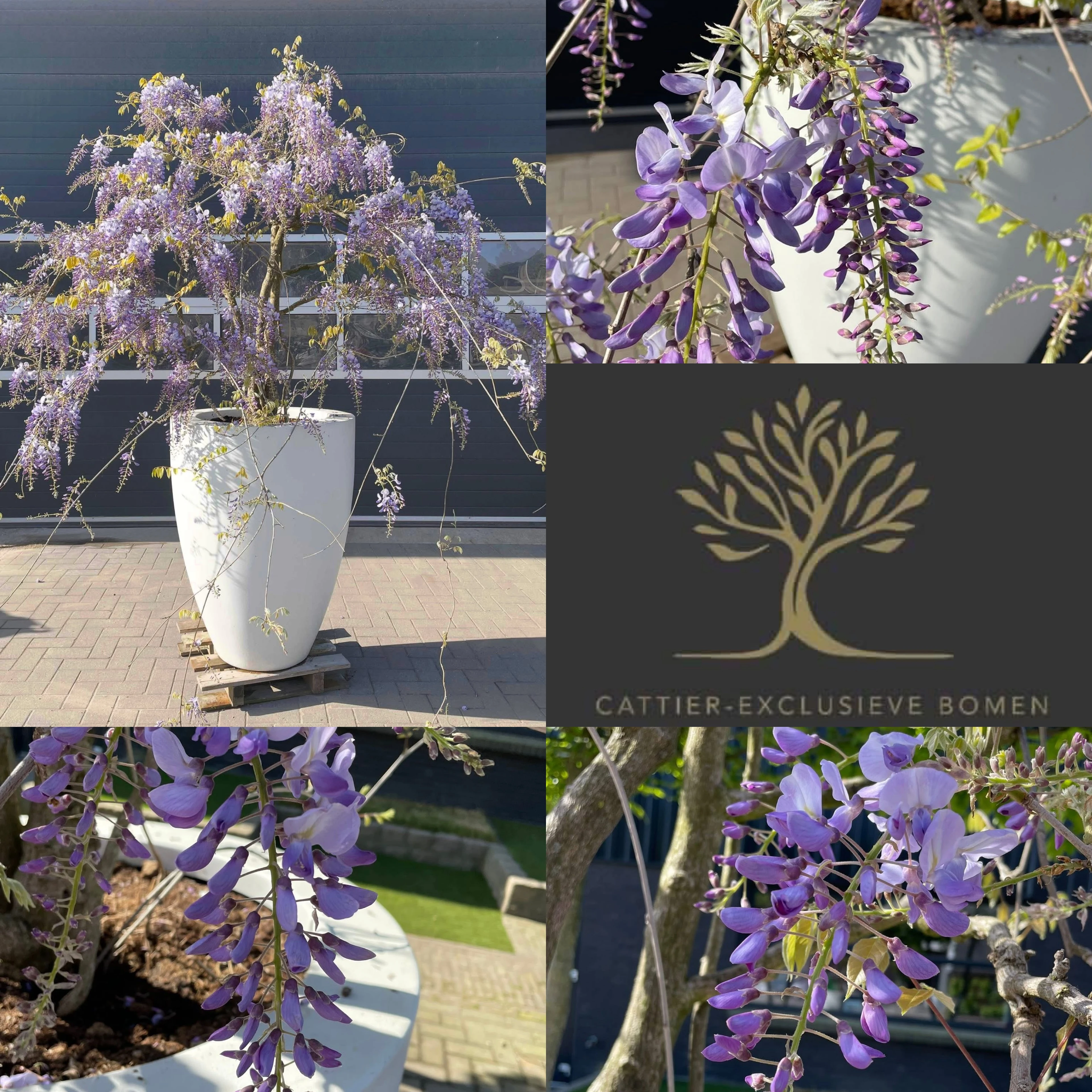Wisteria sinensis -1