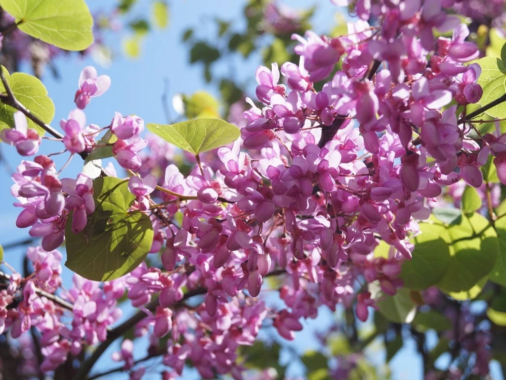 Cercis siliquatrum-1