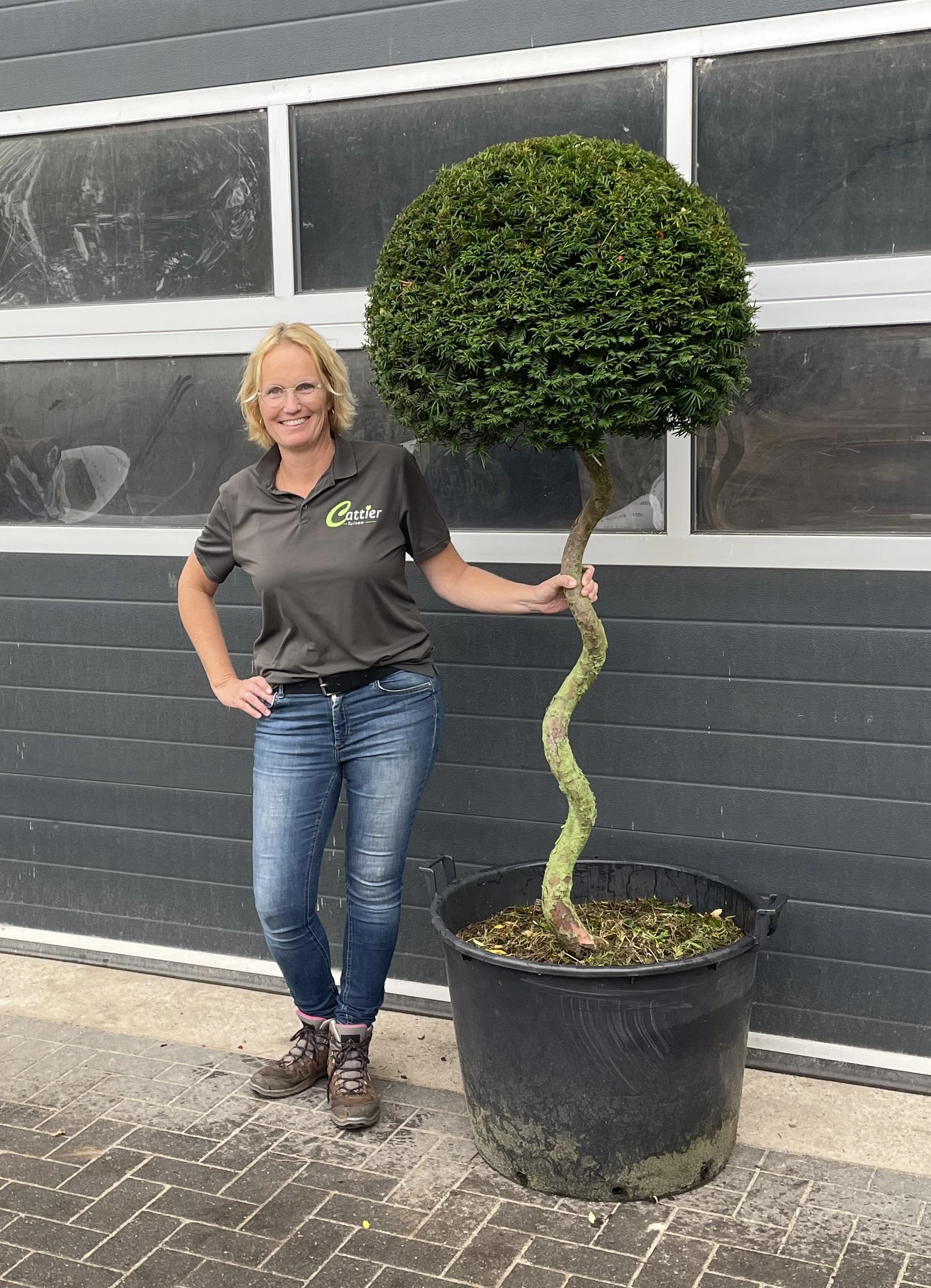 Taxus baccata (gedraaide stam) -1