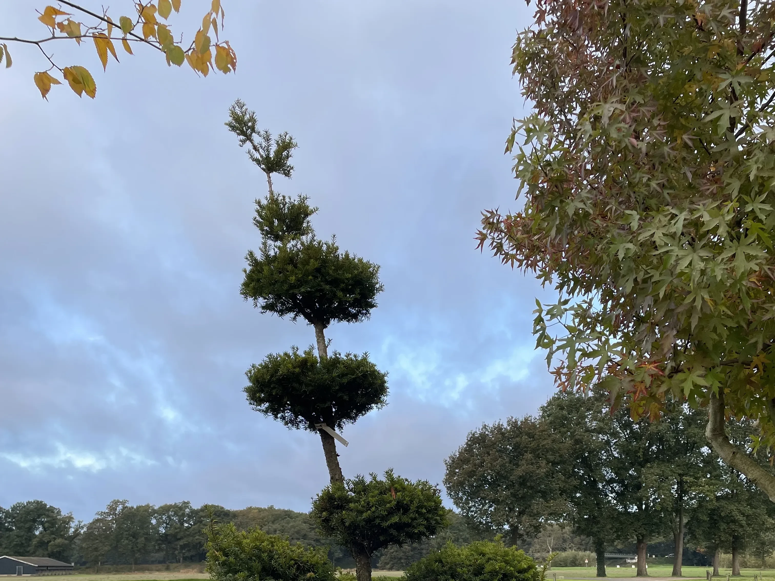 Taxus baccata  (bonsai)-3