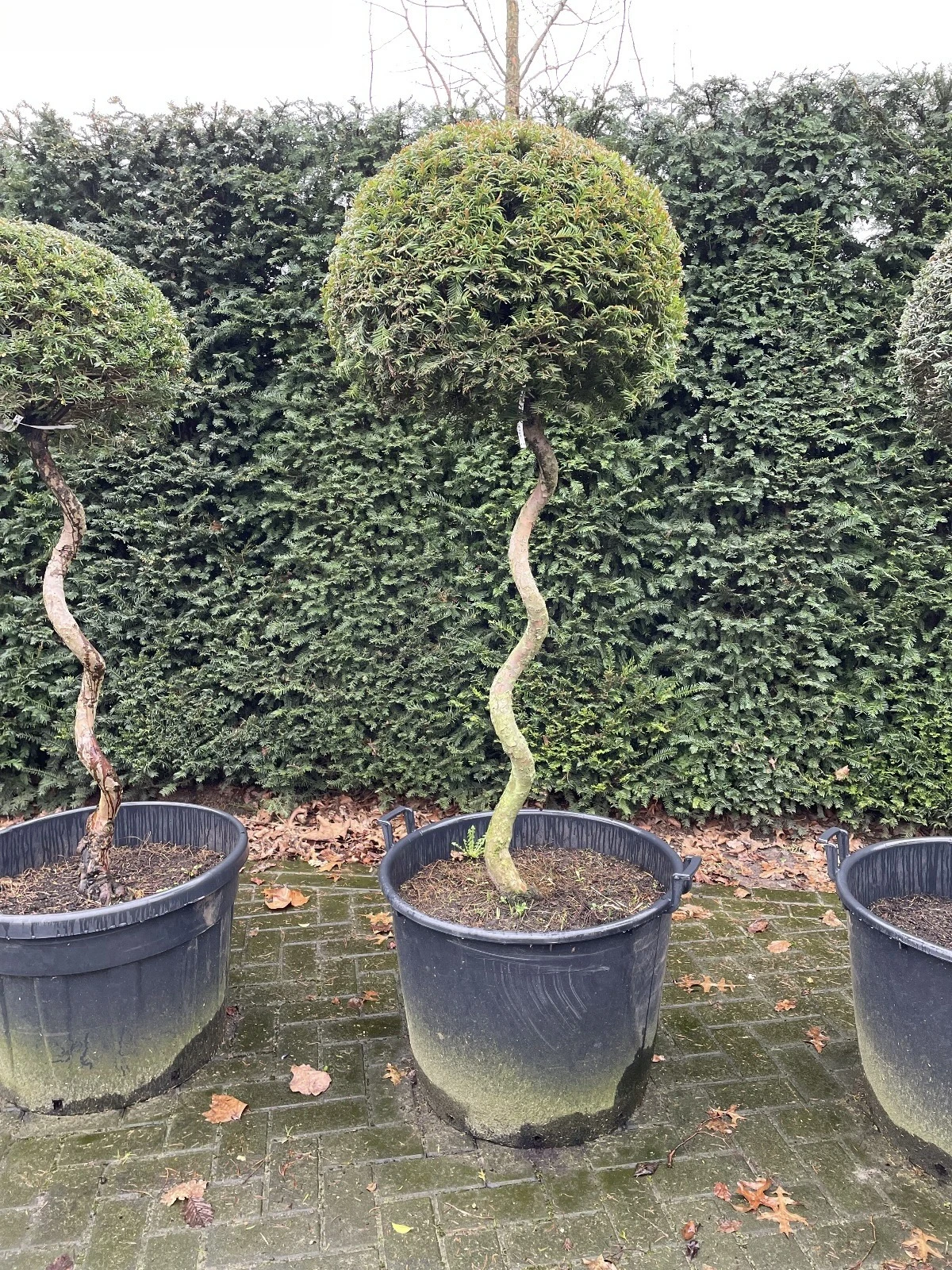 Taxus baccata (gedraaide stam) -5