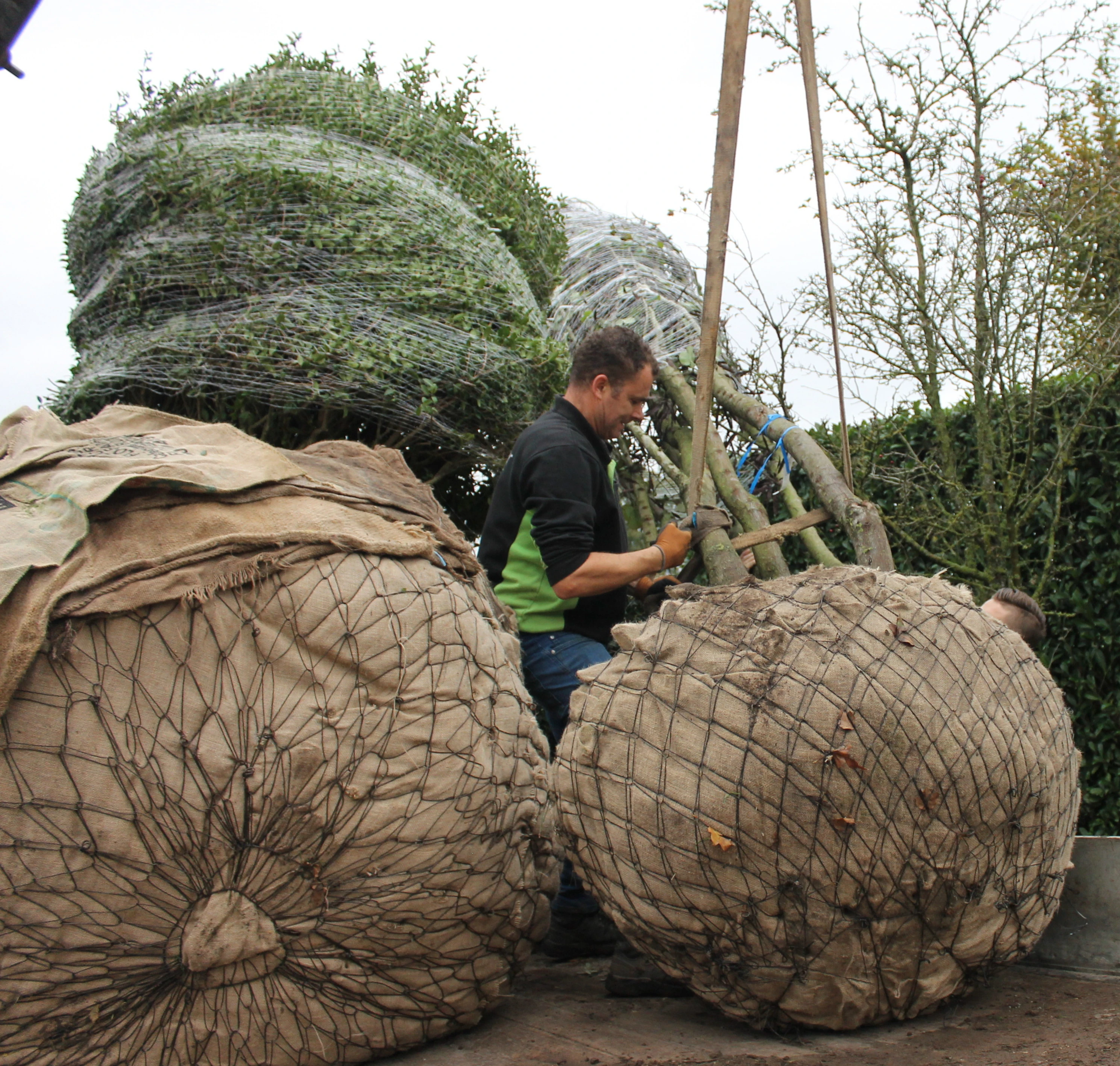 Transport van de bomen-1