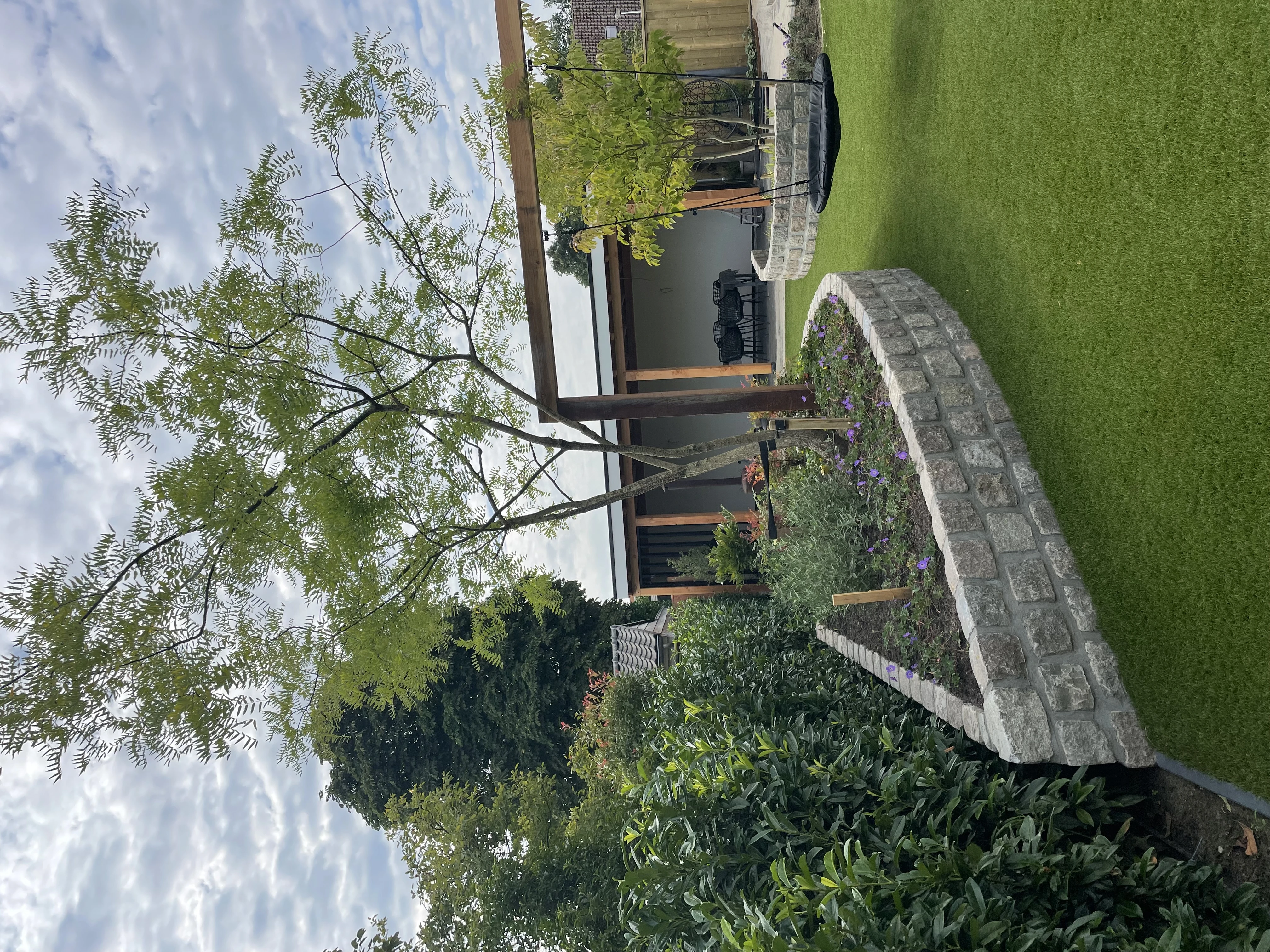 Sophora japonica (Styphnolobium japoninum)-1