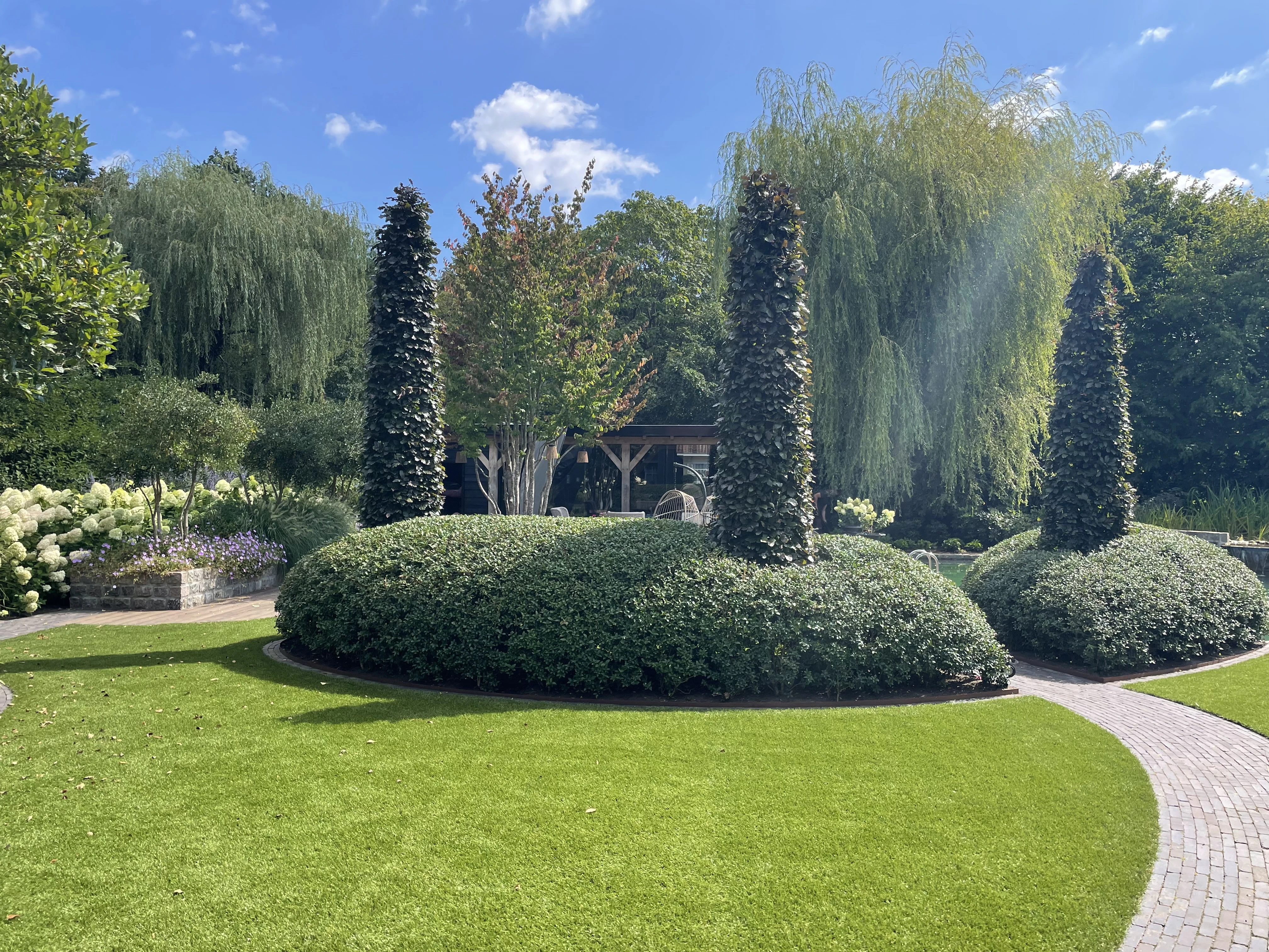 Fagus sylvatica 'Dawyck Purple' -4