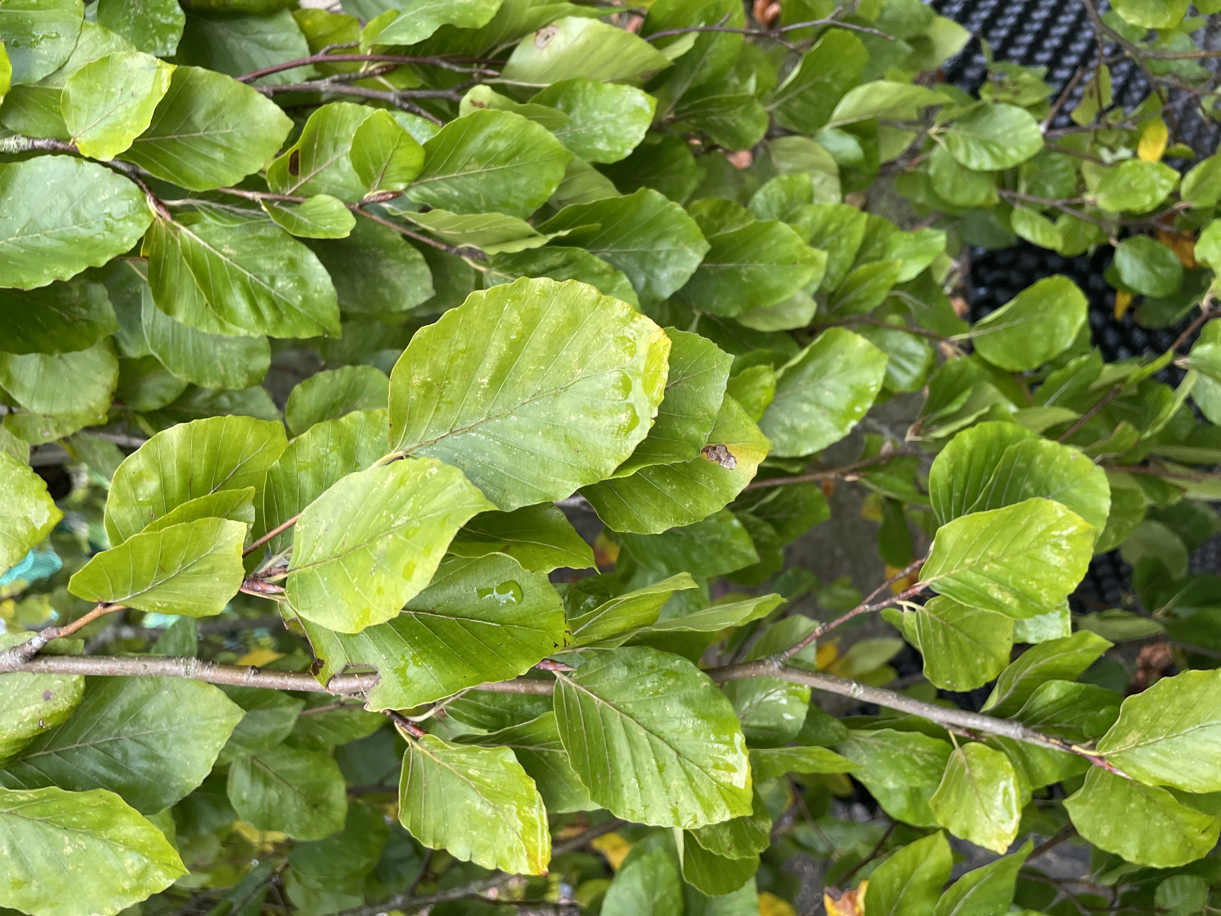 Fagus sylvatica 'Pendula'-1